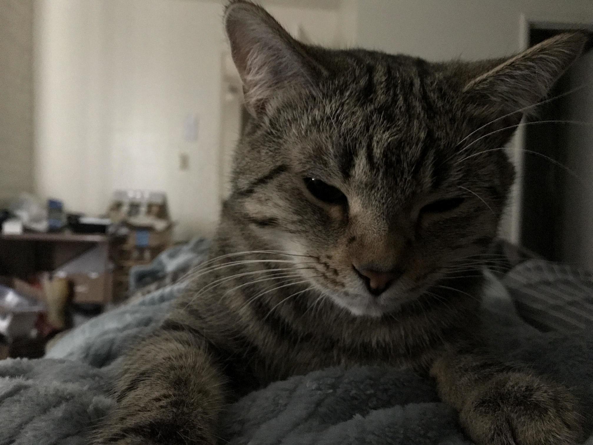 I Am His Favorite Pillow.