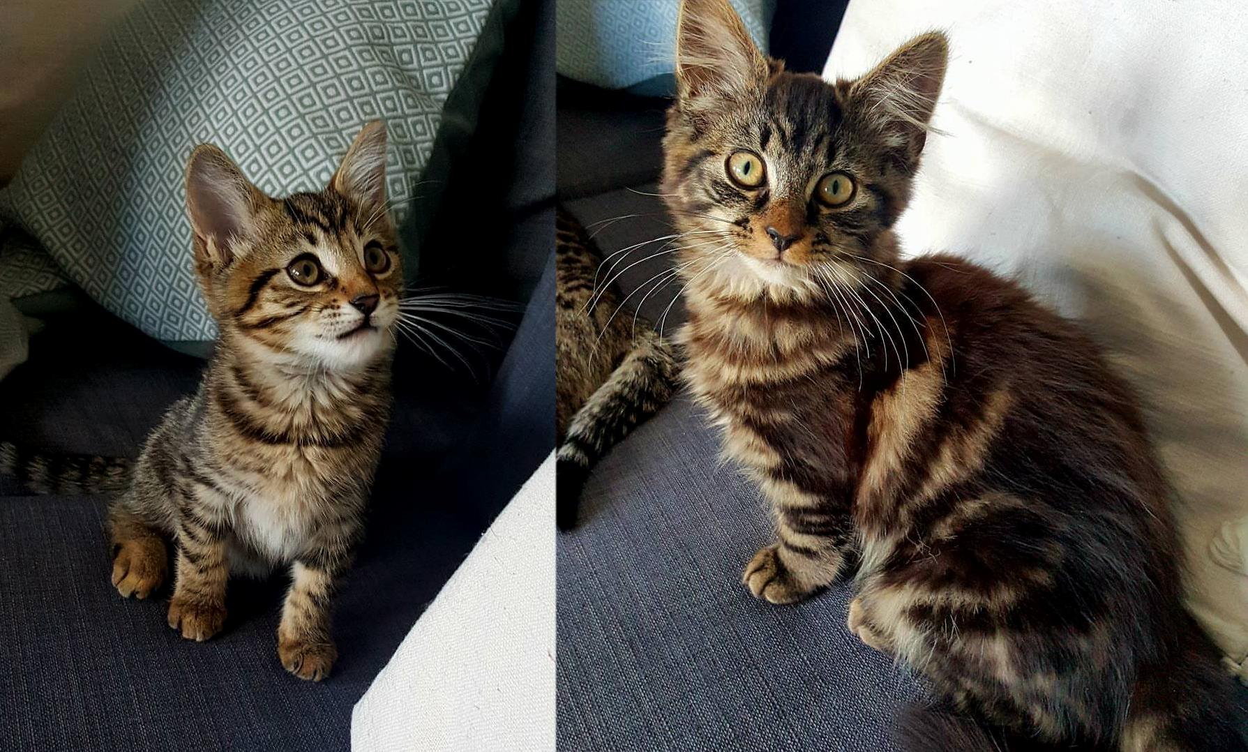 I Am Smitten with My New Kittens