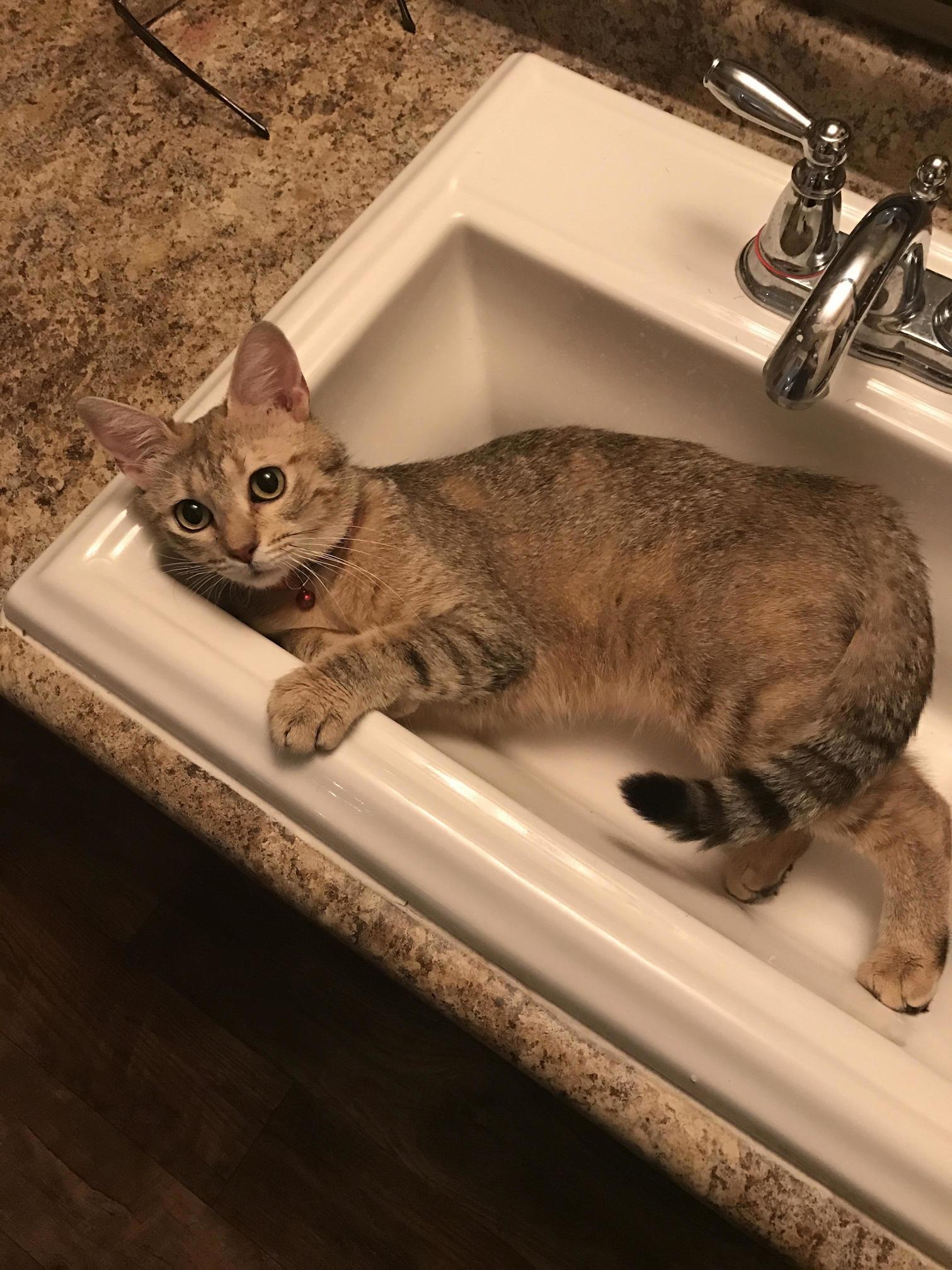 I Brought Her Home from the Rescue and This Is Where She Went.