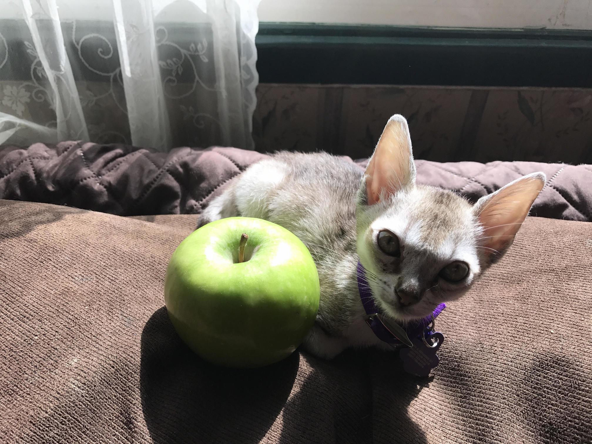 I Couldnt Find a Banana So Heres an Apple for Scale