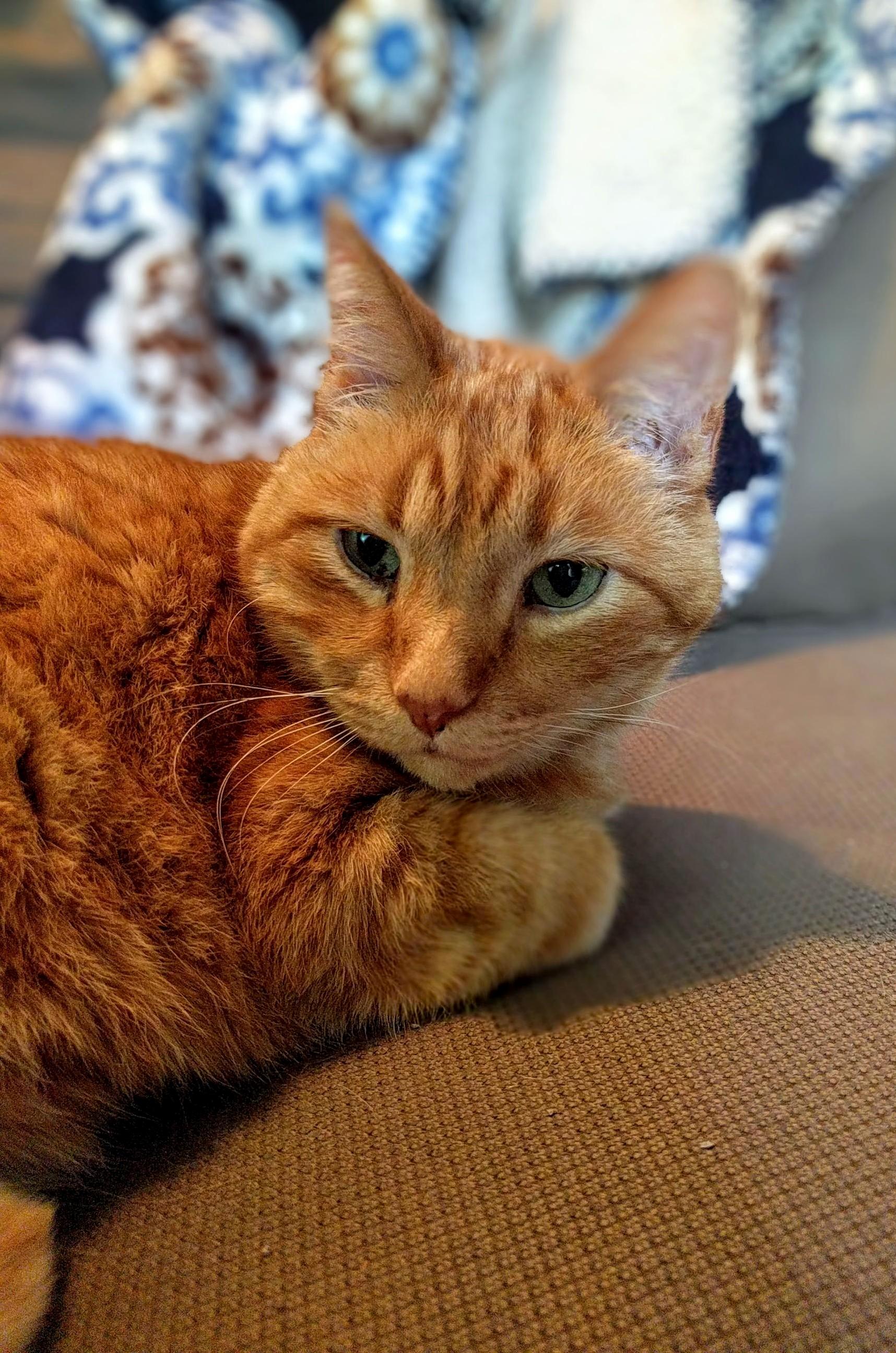 I Didnt Even Like Cats Until I Adopted This Guy. Thanks for Being Such a Good Cuddle Buddy Charlie.