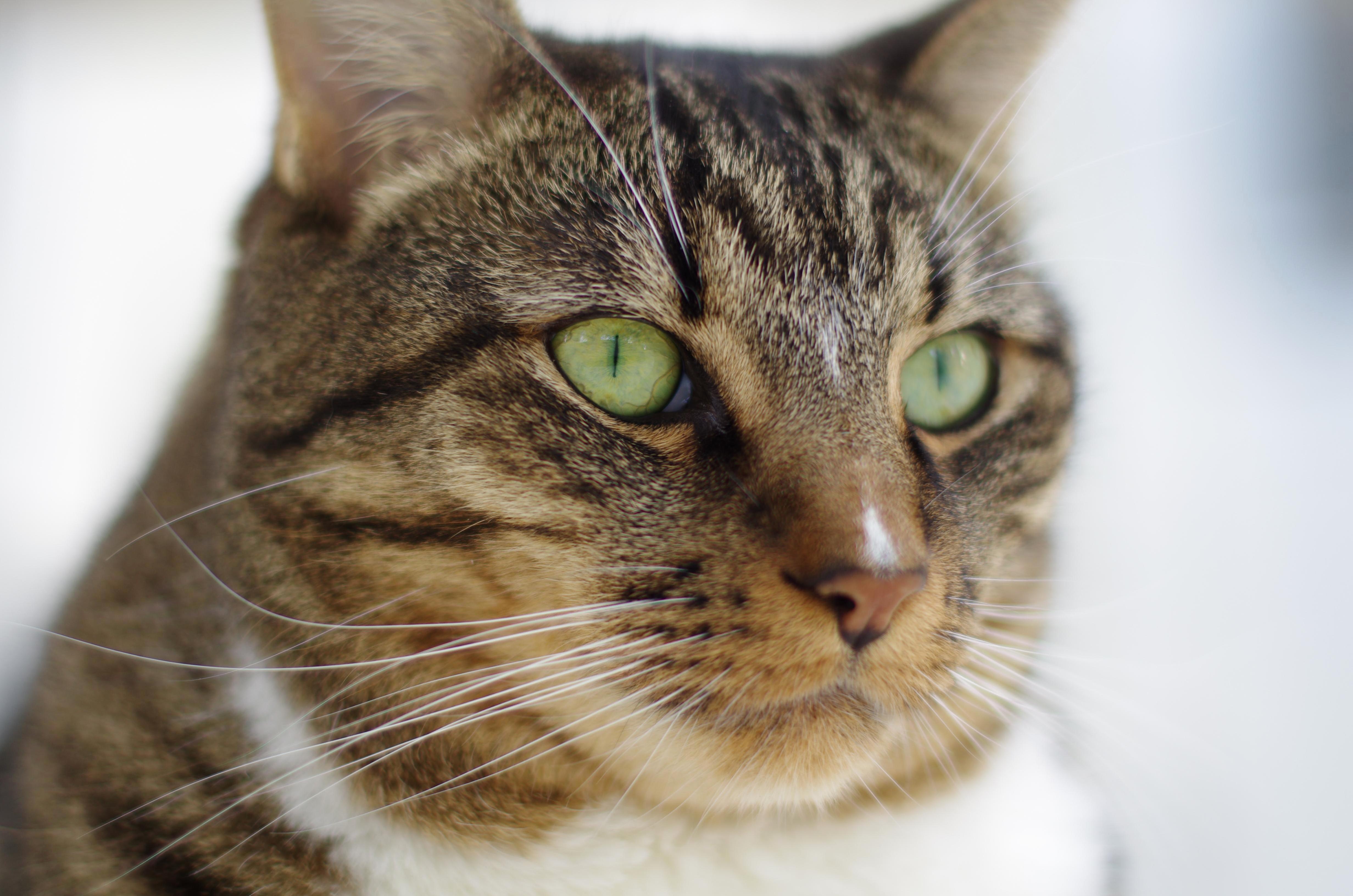 I Got to Look After This Fellow Last Summer and I Miss Him Dearly Sir Jeffrey Mcwhiskers