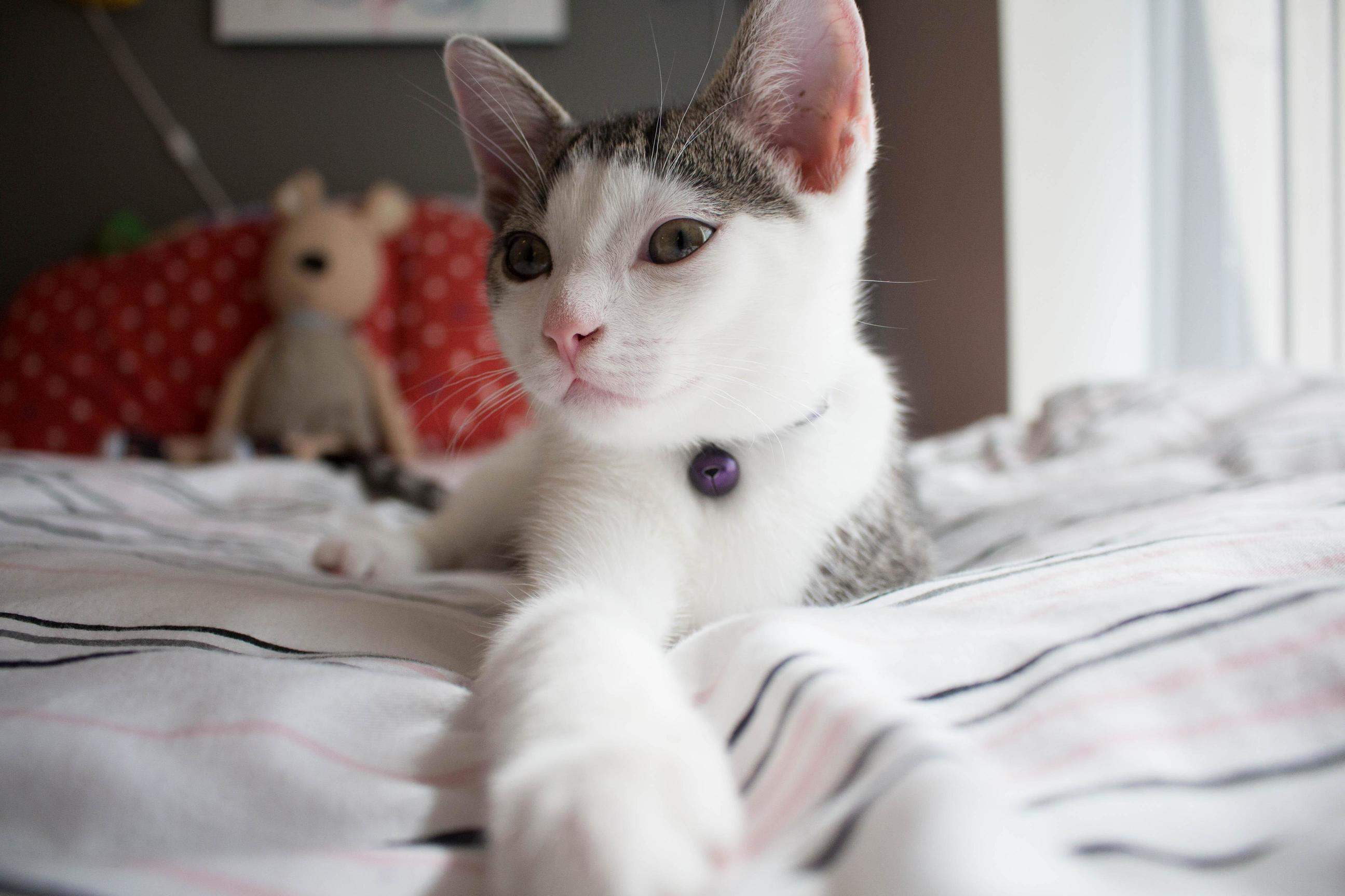 I Guess My Cat Does Like to Pose for Pictures