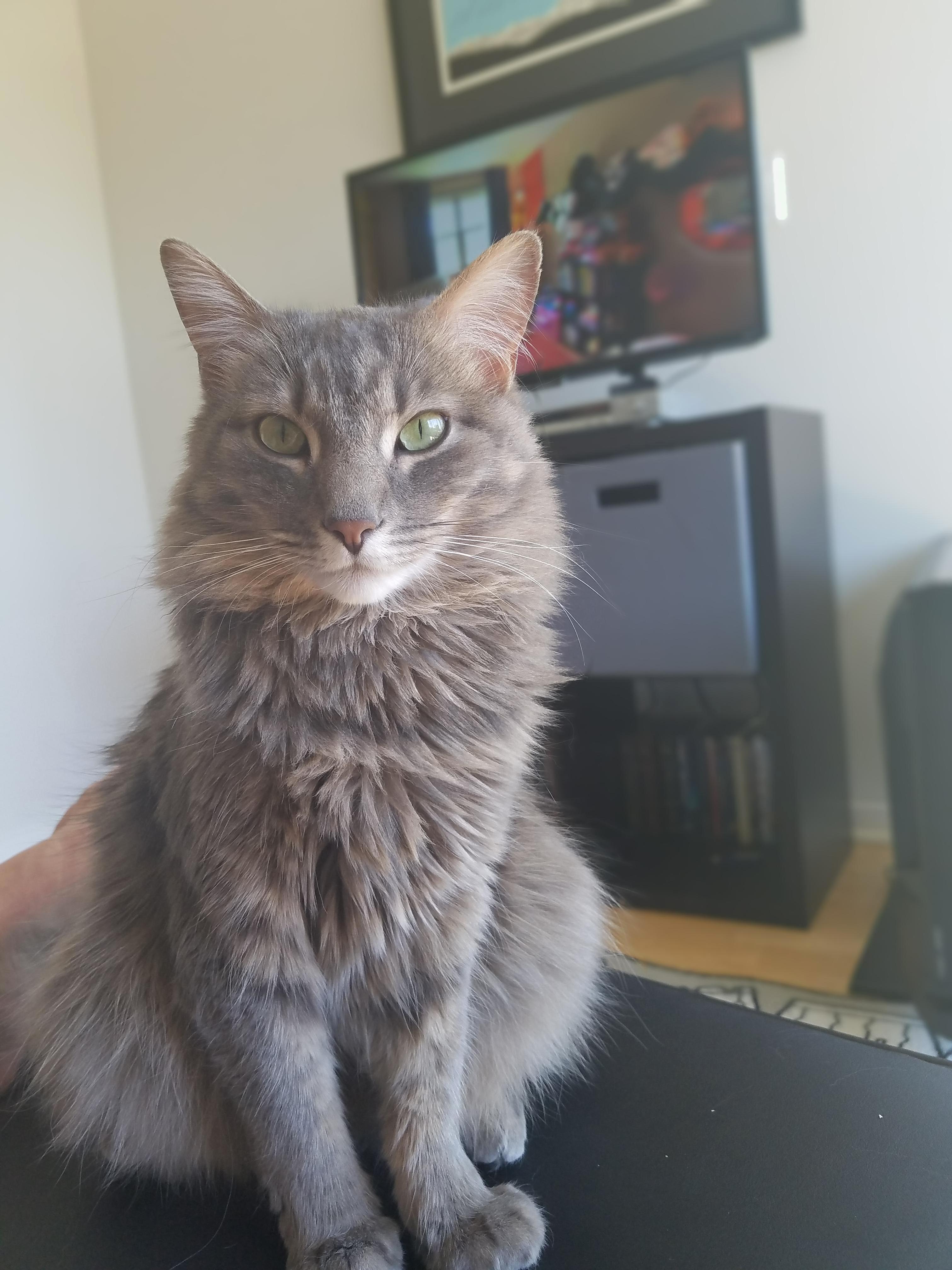 I Had the Pleasure of Taking Care of a Friends Cat. He Is Probably One the Most Beautiful Cats I Have Ever Seen. Meet Meow Meow.