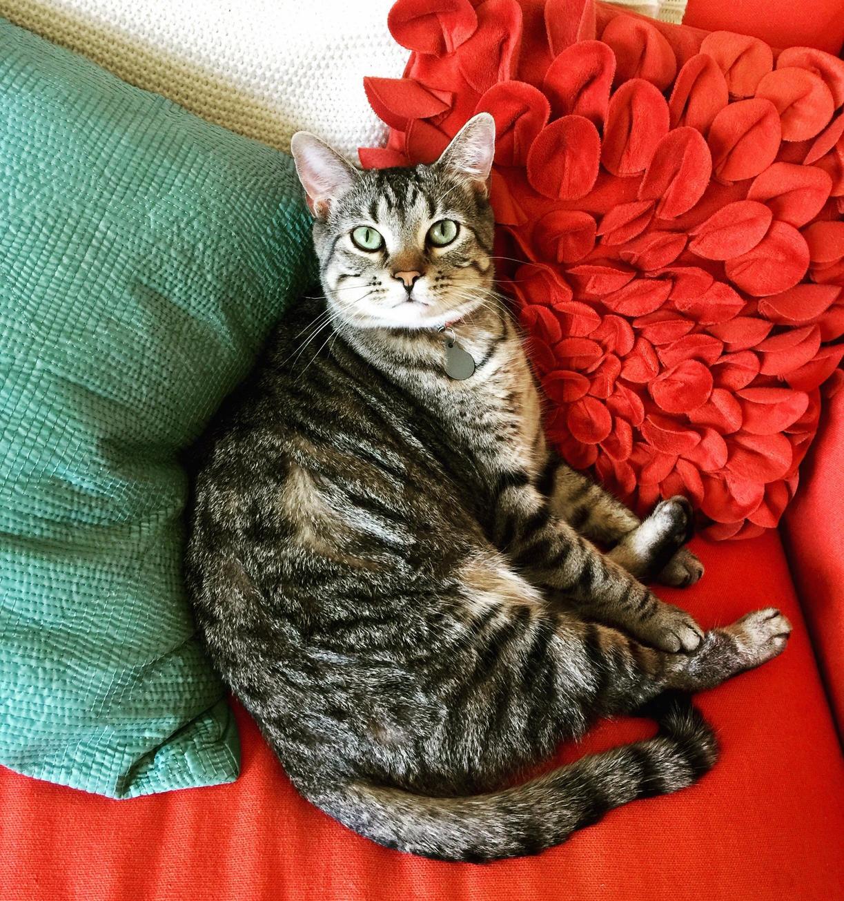 I Honestly Just Want to Be Half As Photogenic As My Cat Is...