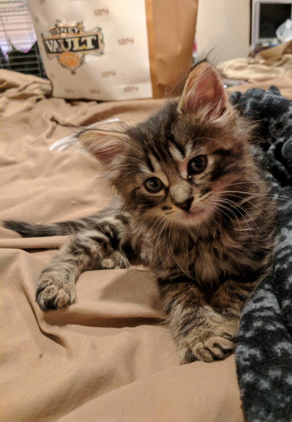 I Just Adopted Champa from the Shelter but Dont Know What Breed He Is.