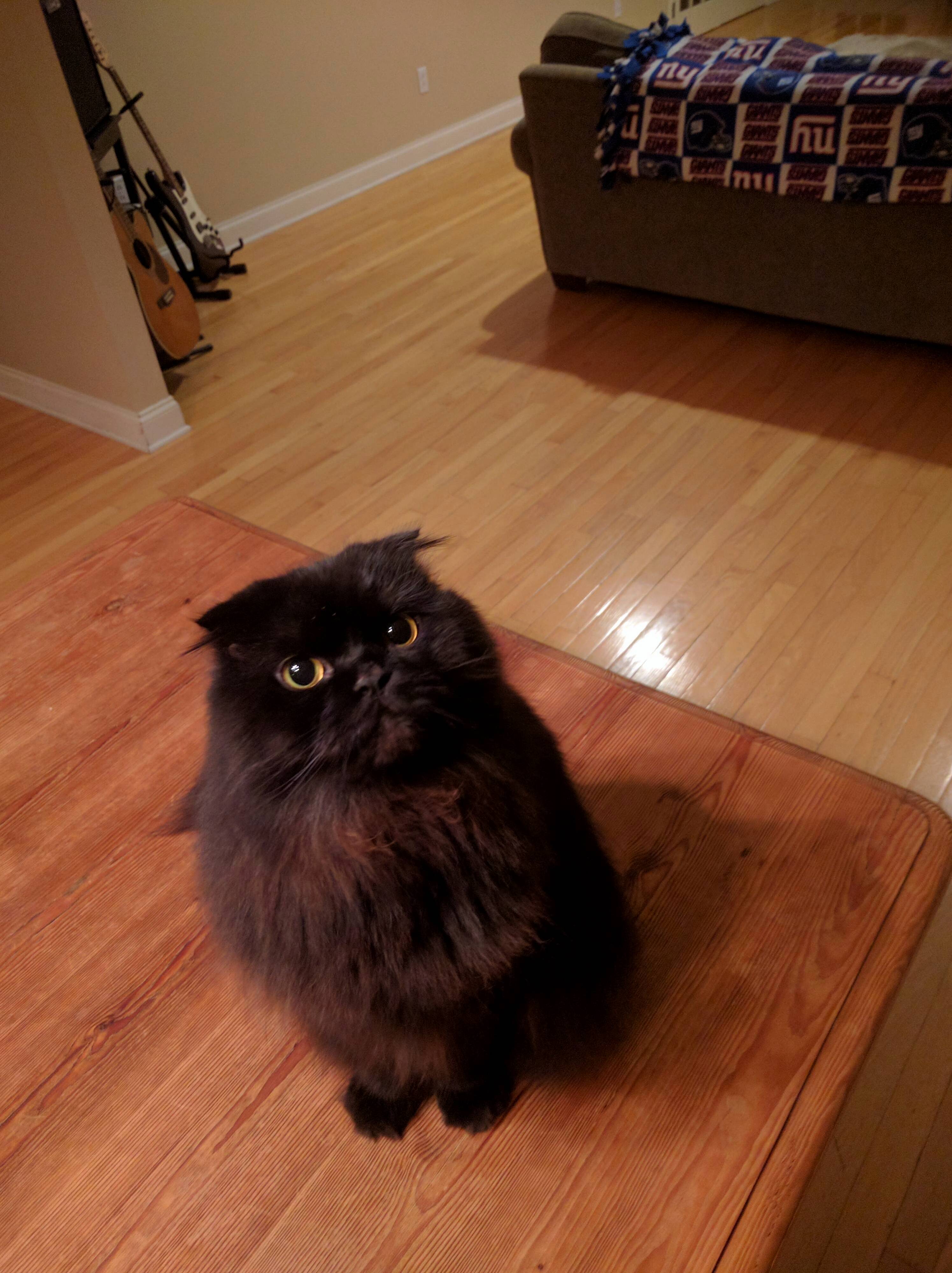 I Lost My Best Friend Today He Was Only 3