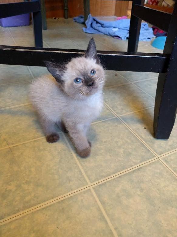 I Lost My First Foster Today After a Three Years of Kittens. Im Devastated. Im Sorry I Couldnt Save You Tight Rope