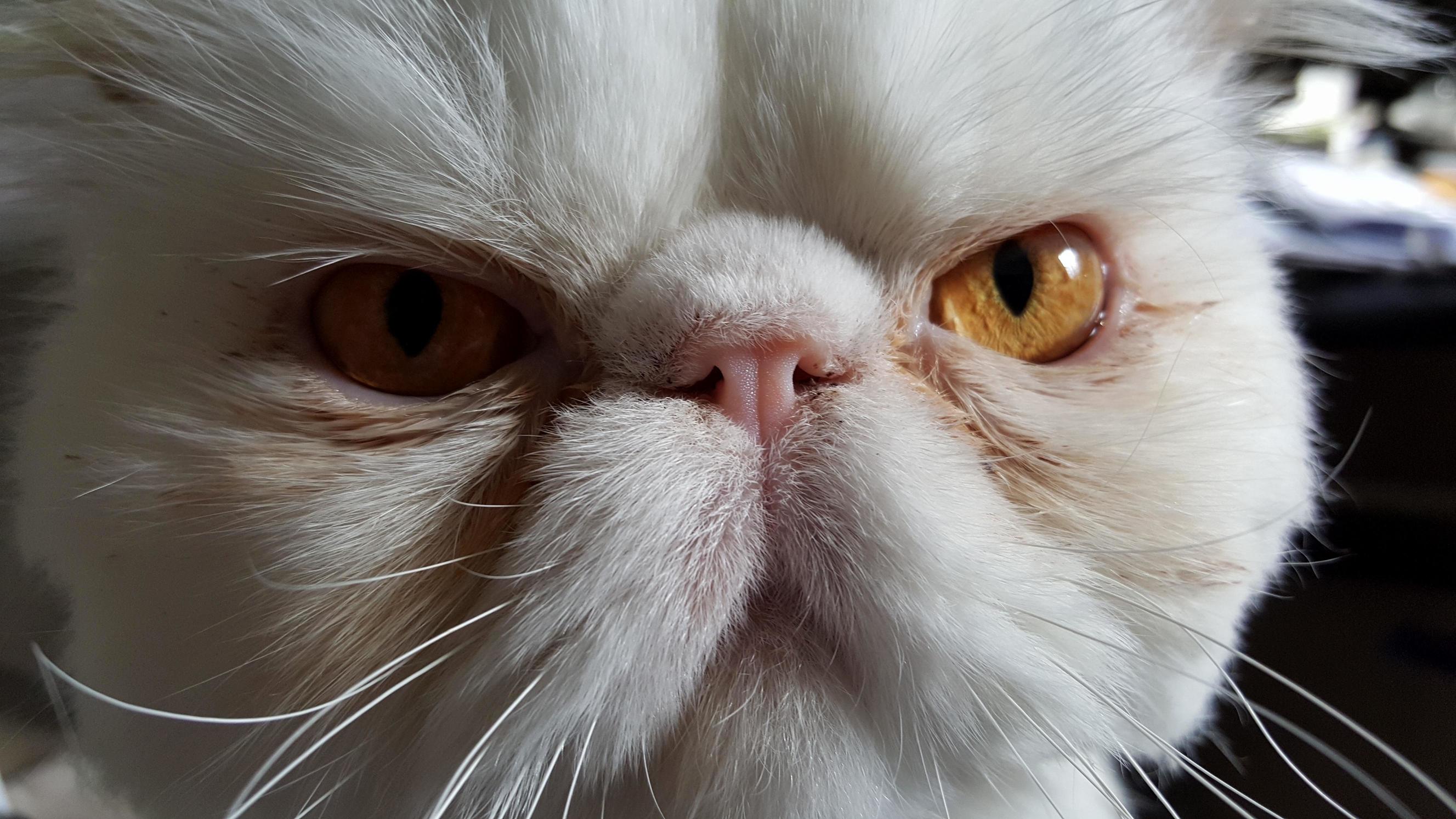 I Love His Smooshed Face