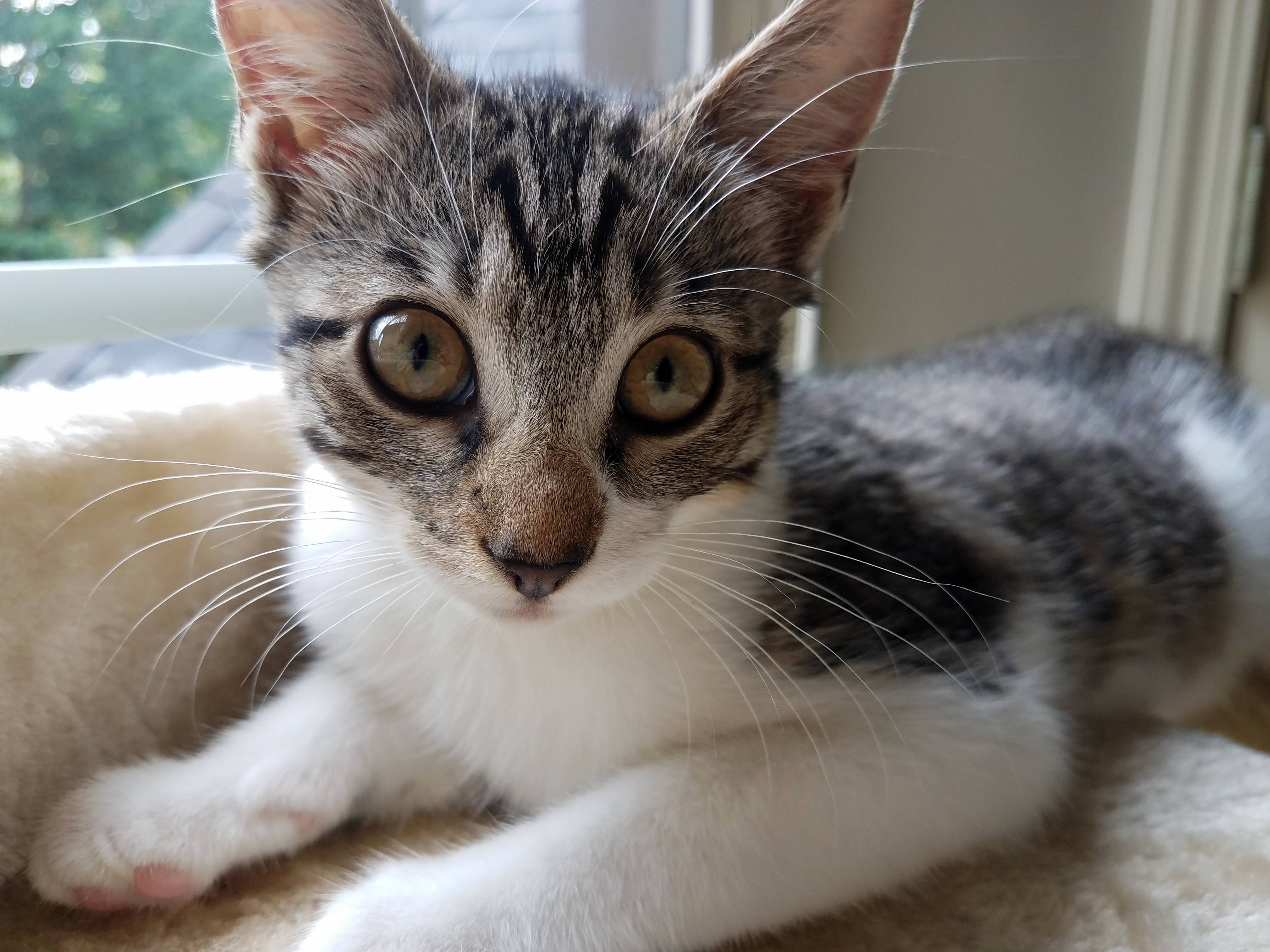 I Love Scooters Lemur Eyes