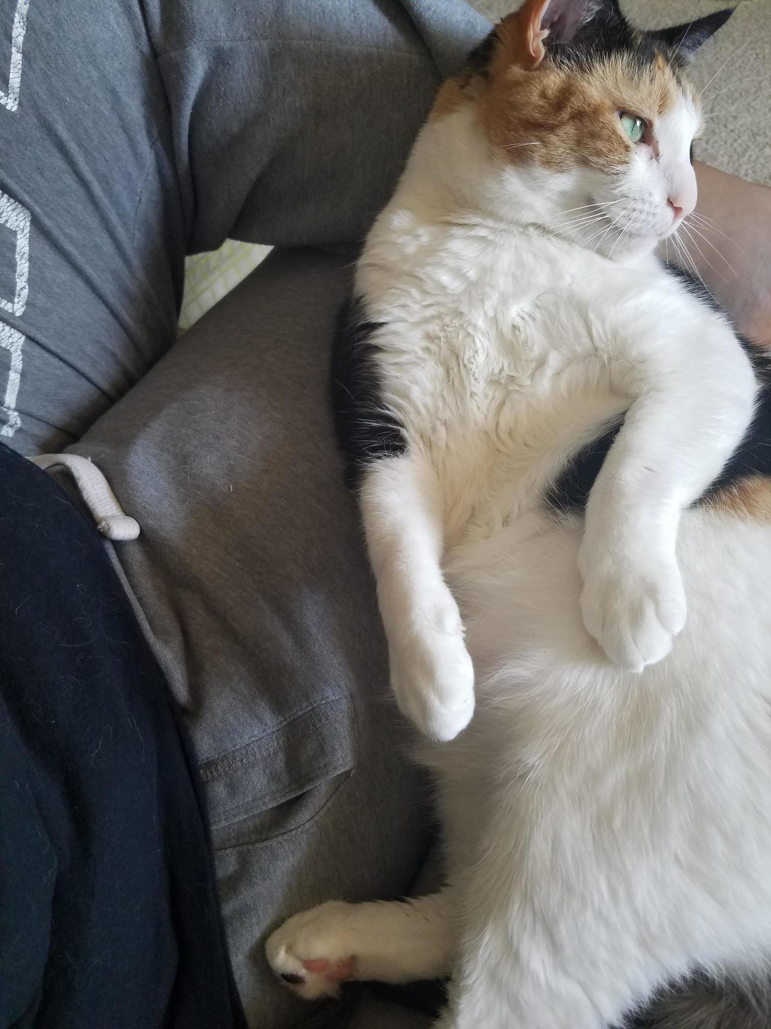 I Need to Get Up to Study but Shes So Comfy