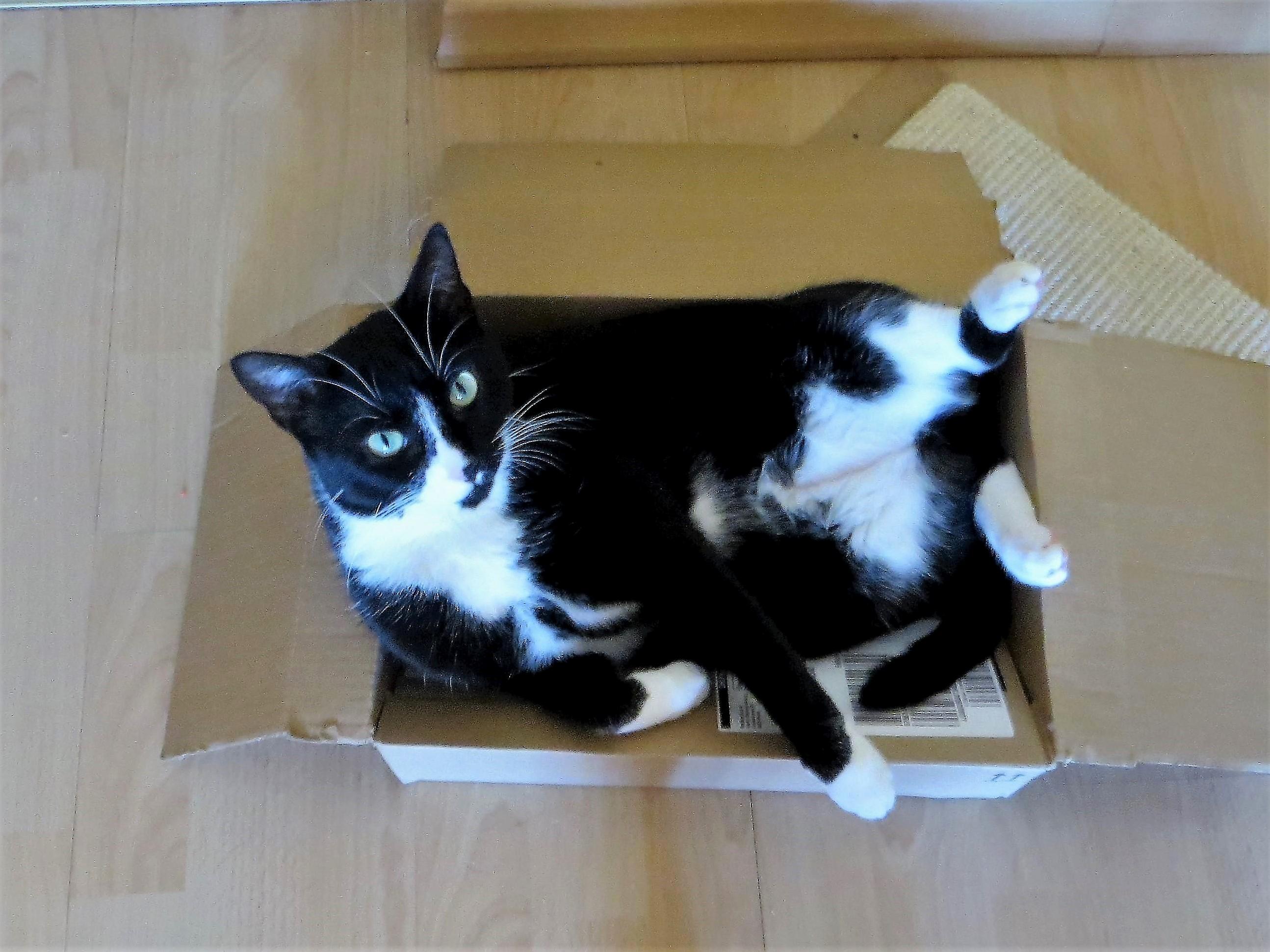 I Only Order Online to Make My Cat Happy