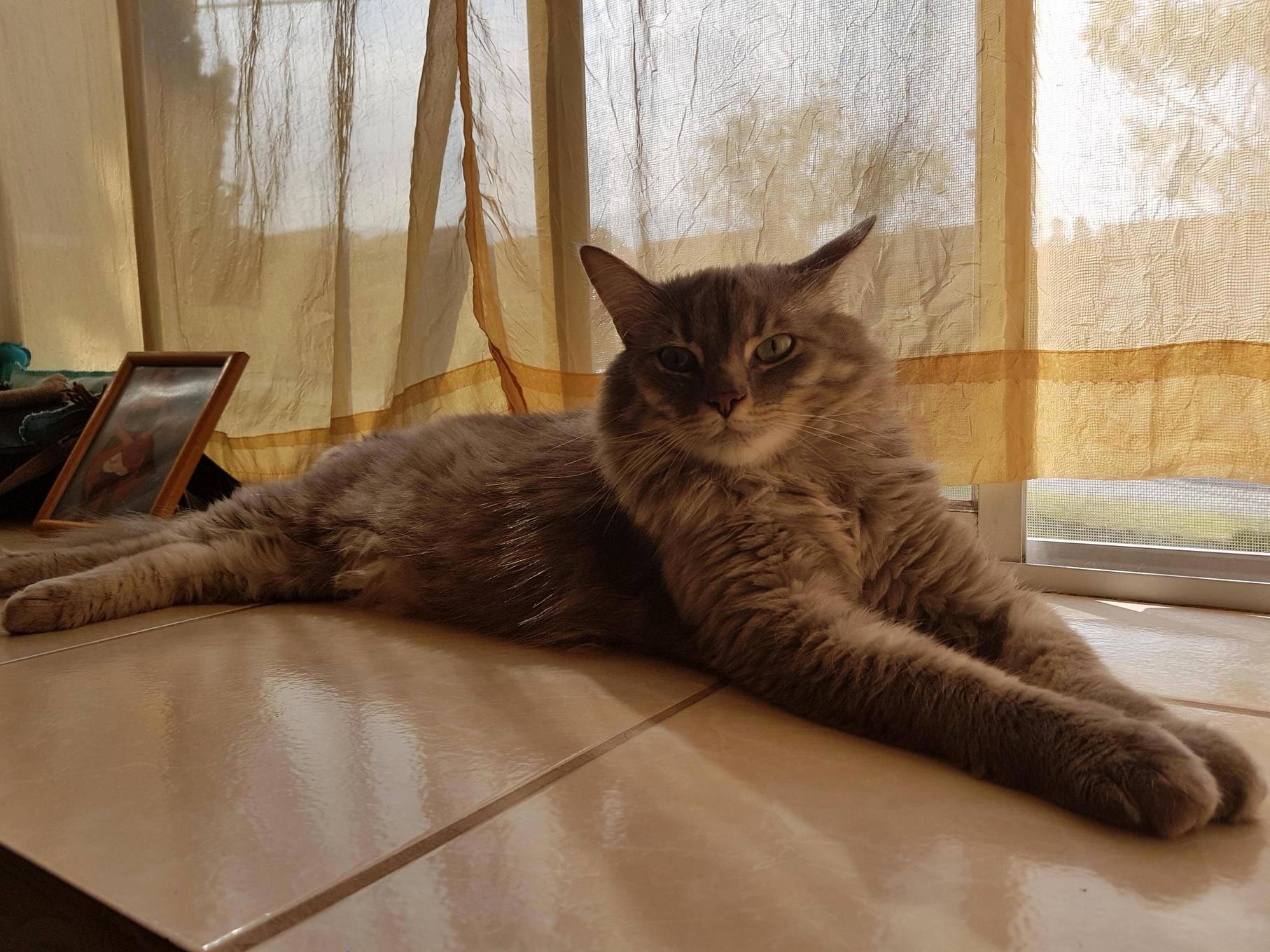 I Present to You His Majesty Lord Maurice the 1st