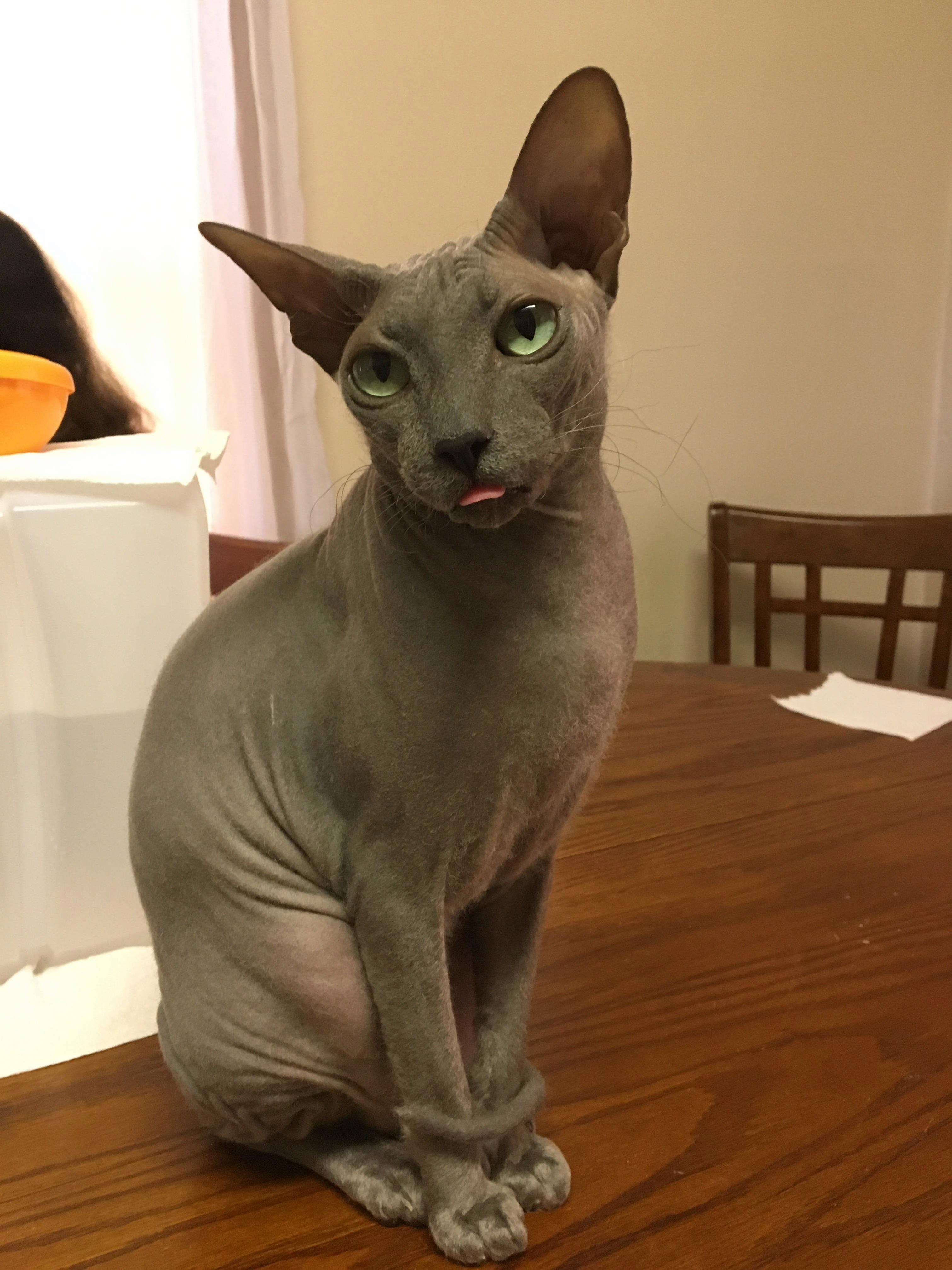 I Really Love My Cat