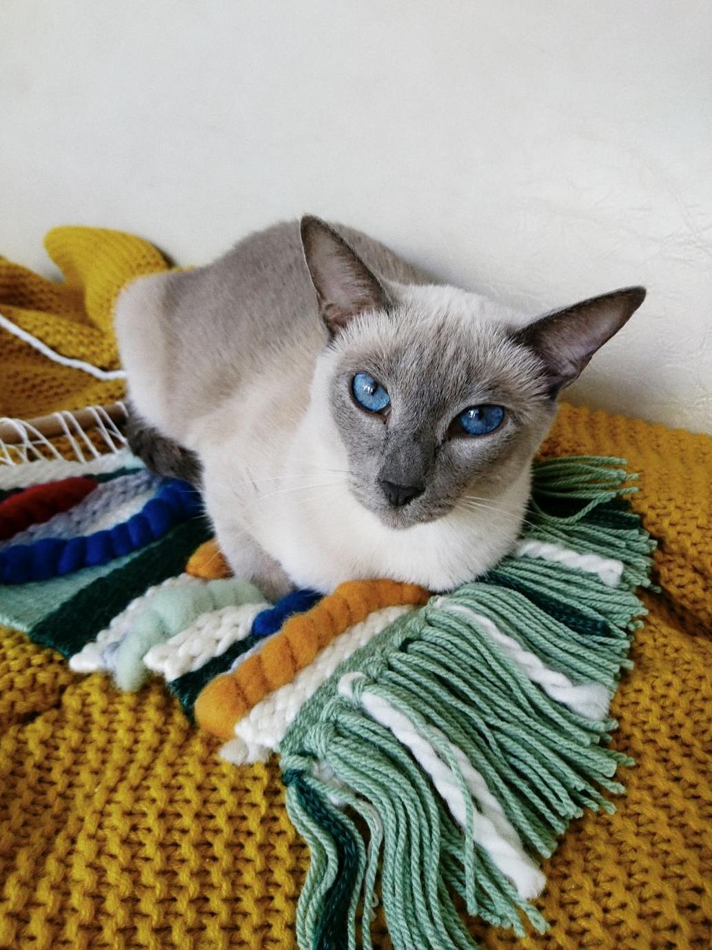 I Recently Took Up Weaving Suffice to Say Someone in the House Is Very Appreciative of the Results