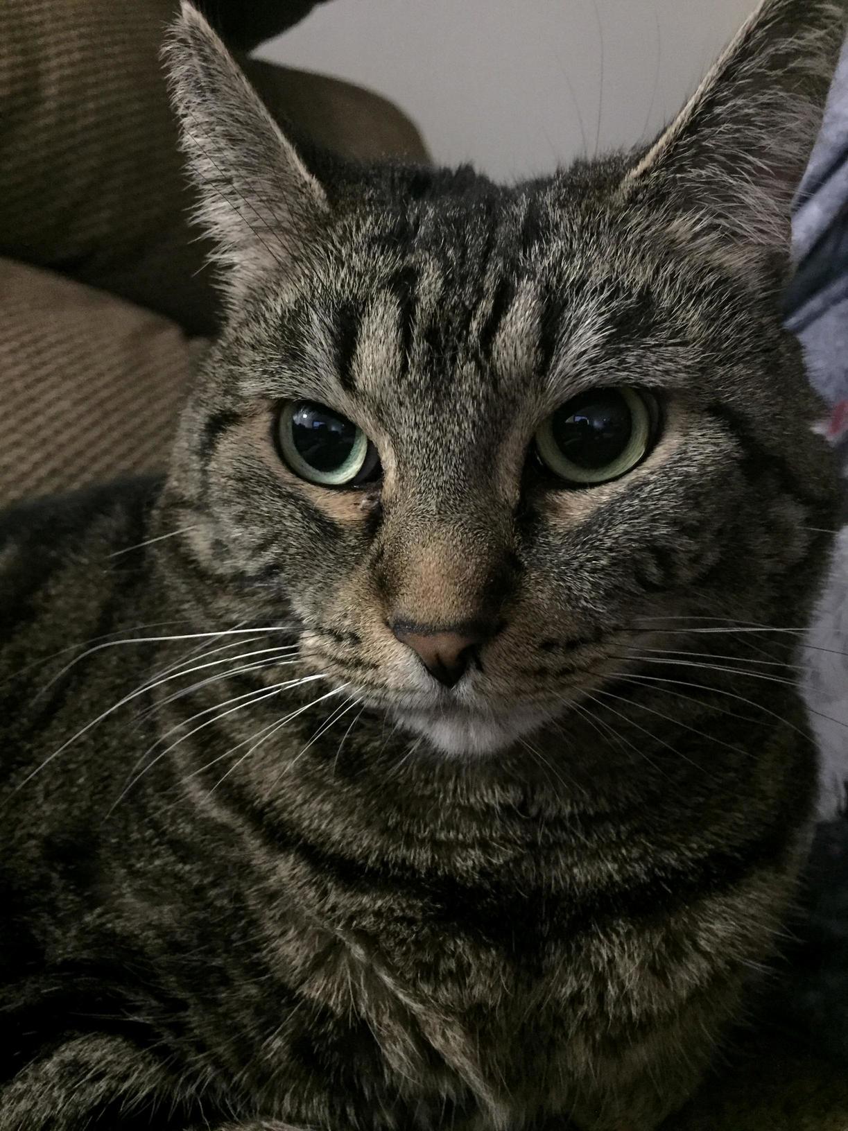 I Rescued Her from an Abusive Household and for 7 Years Shes Been with Me Through Homelessness Depression Abusive Relationships and I Dont Think I Ve Ever Loved Anything More.