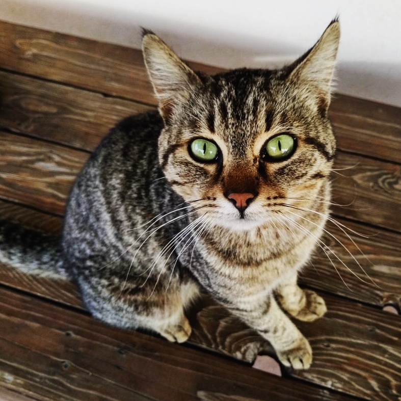 I Rescued Him from the Streets One Year Ago. Now Hes Healthy and Has a Happy Life in My House with a Big Garden. My Lil Boy