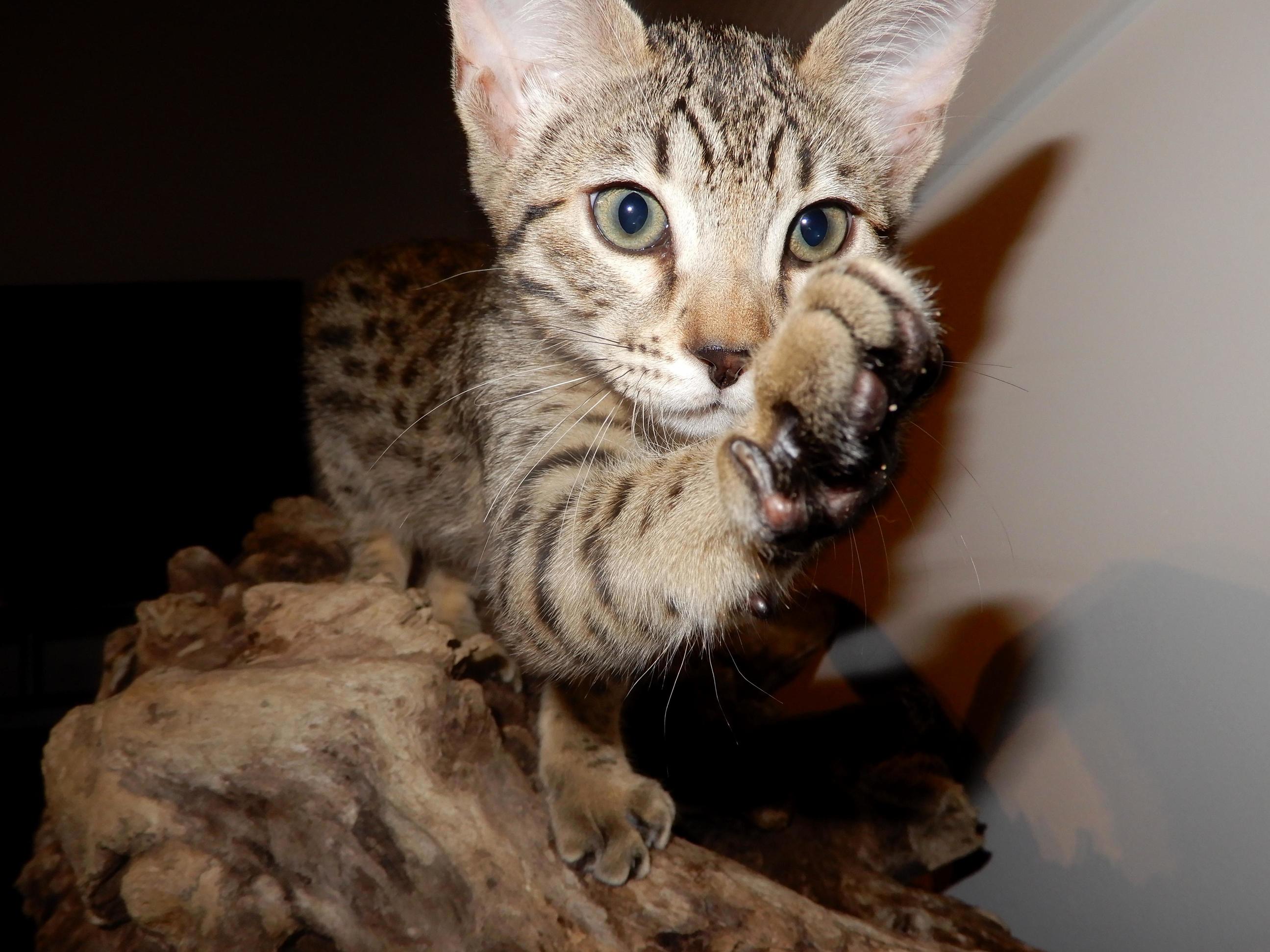 I Said No Pictures