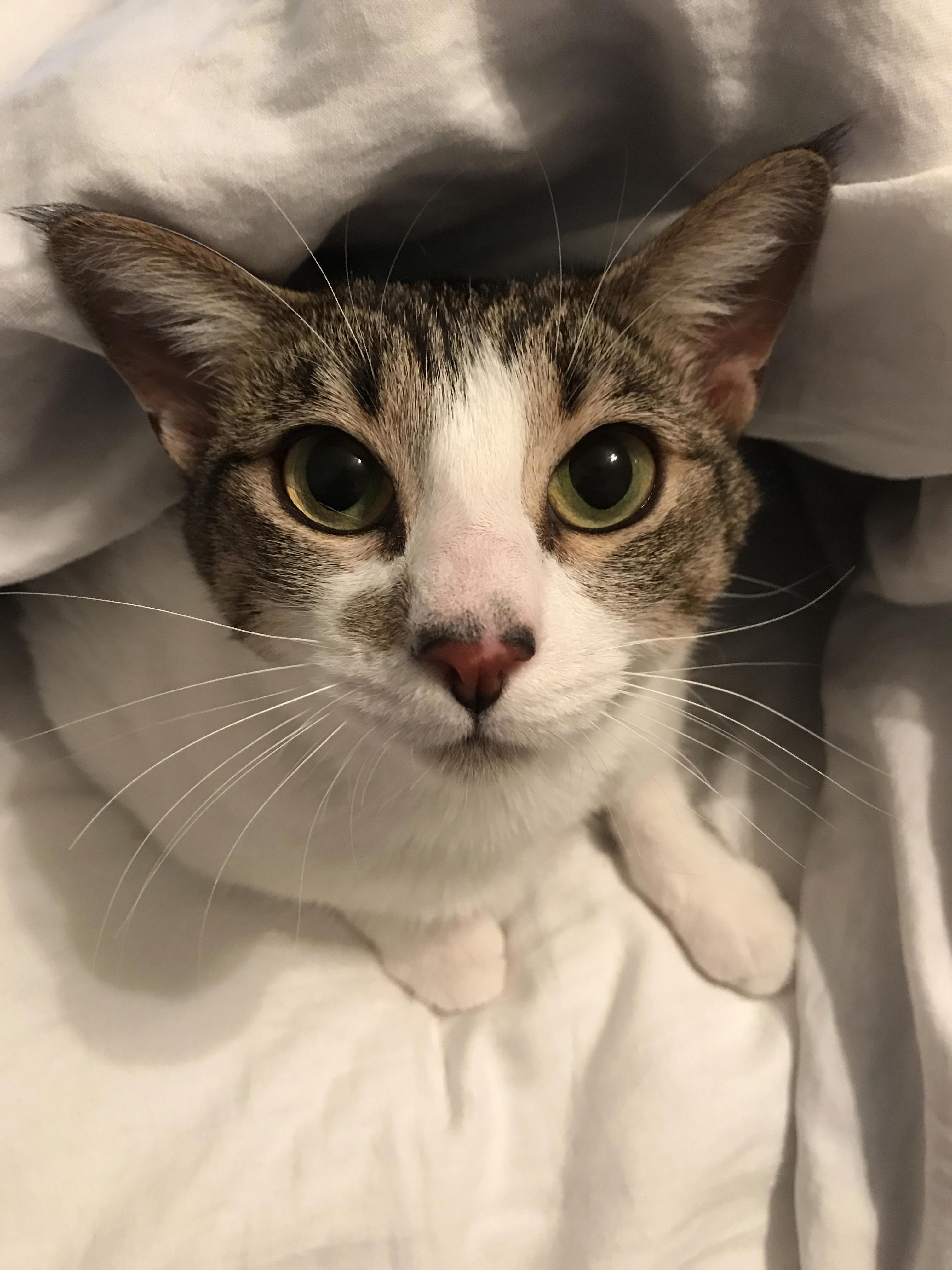 I Shared a Picture of My Kitten a Few Days Ago but I Cant Forget About My Other Rescue Baby 1 Year Old Mione