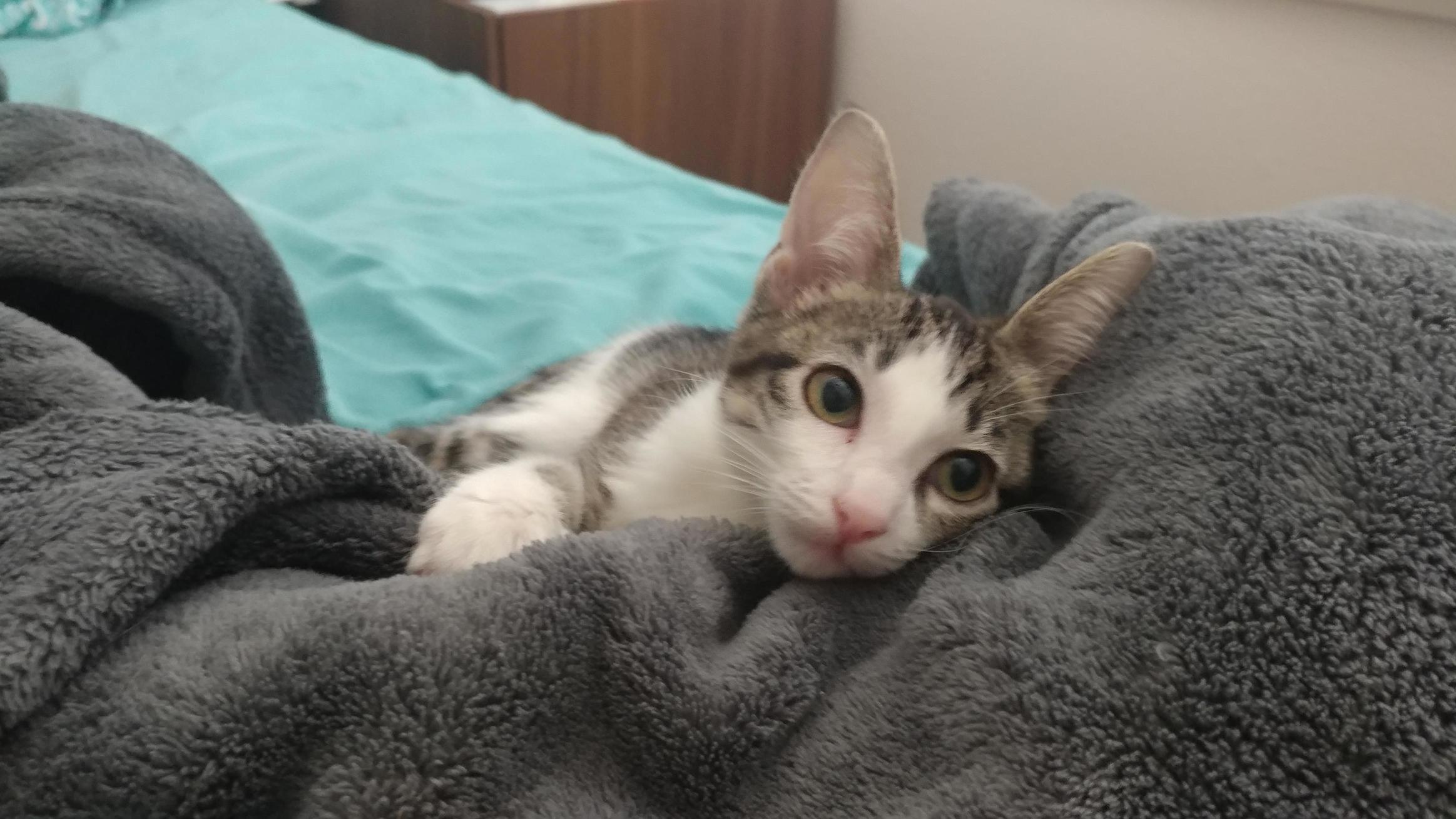 I Surprised My Boyfriend by Bringing Home This Baby Girl. He Was Most Excited by the Fact That He Got to Name a Cat Pidgeon.