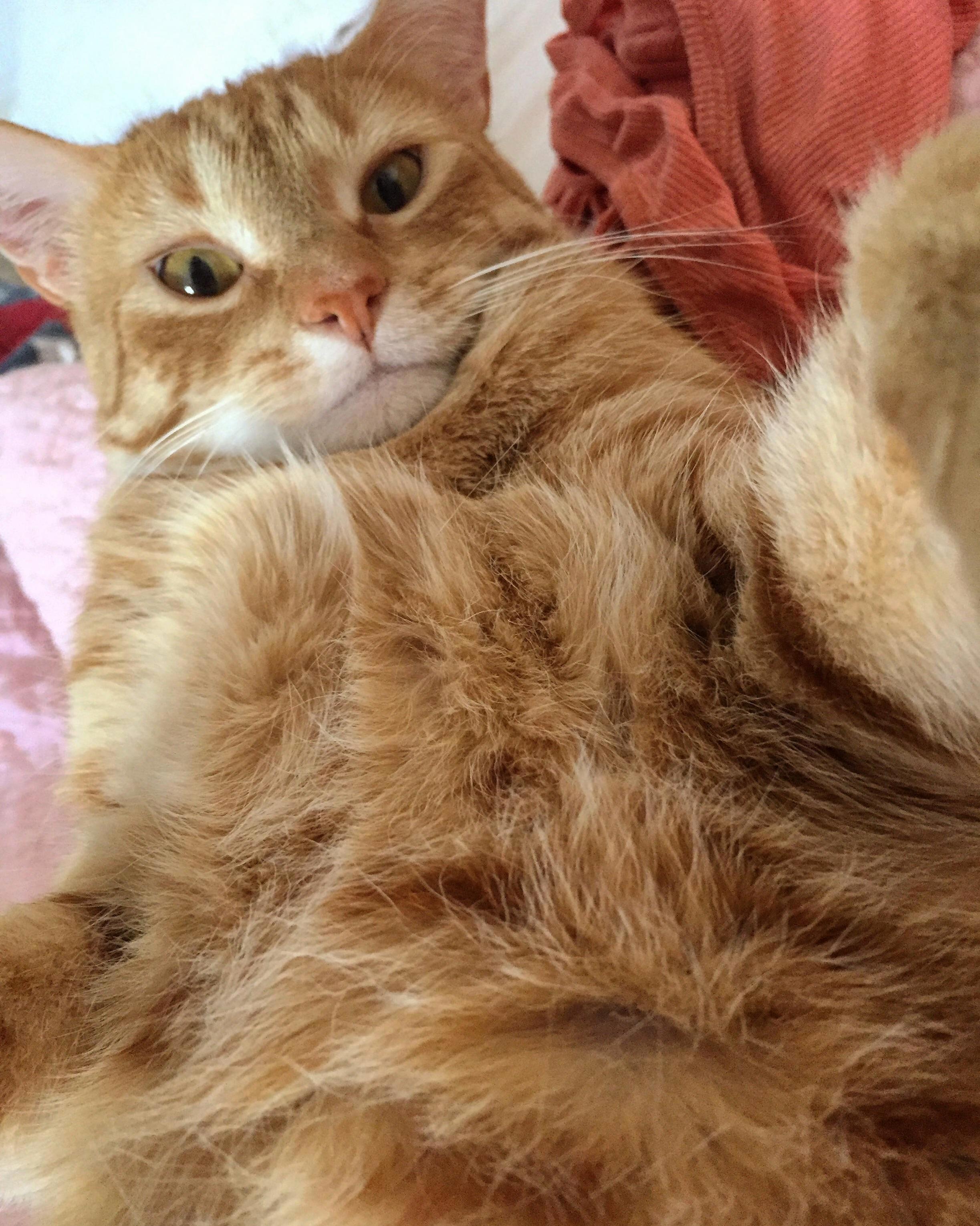 I Taught Bexley How to Take a Selfie