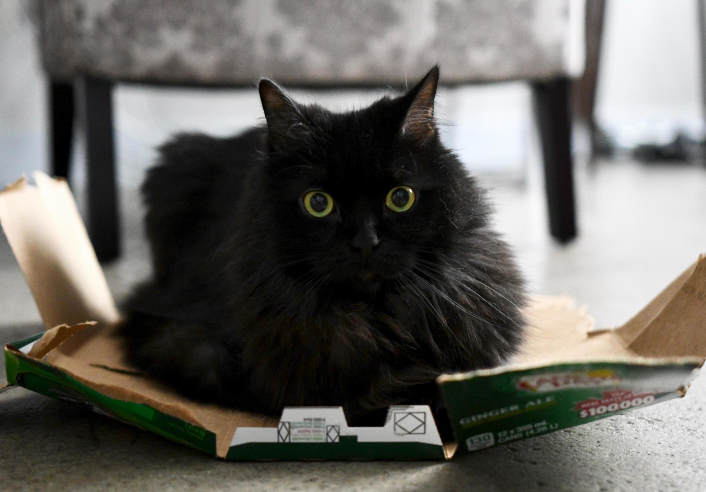 I Think She Likes Cardboard