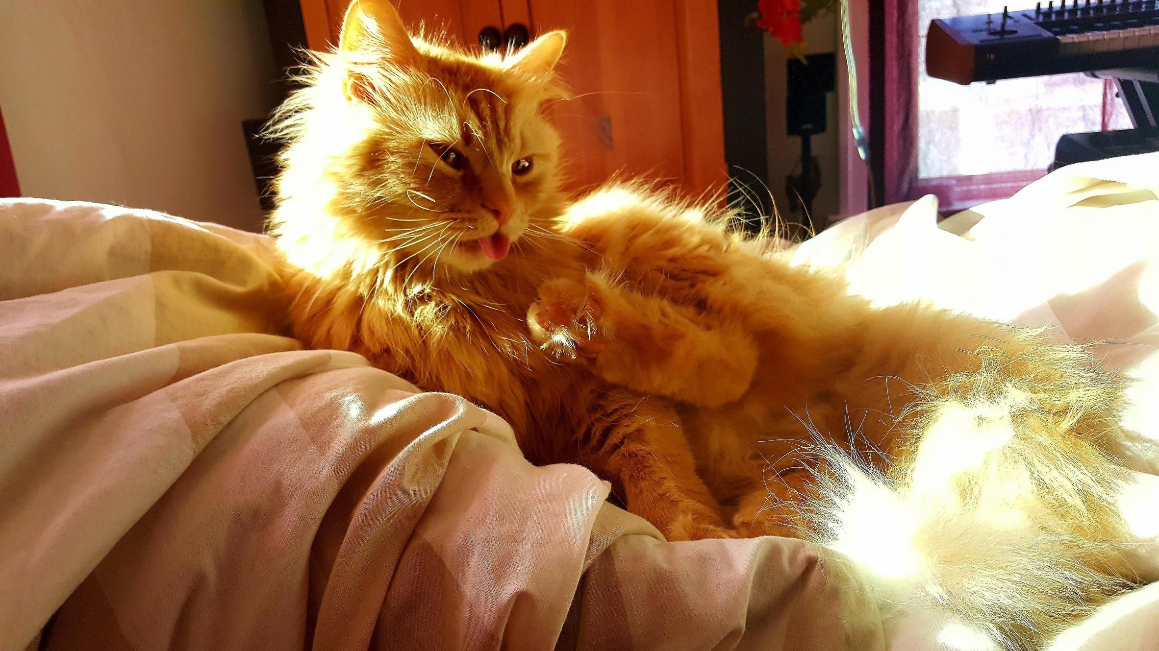 I Think Snarf Just Realized He Stepped in Some Other Cats Hit.
