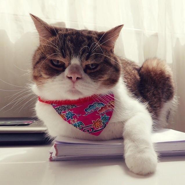 I Told Cotton He Looks Adorable in His New Bandana but I Dont Think He Believes Me...
