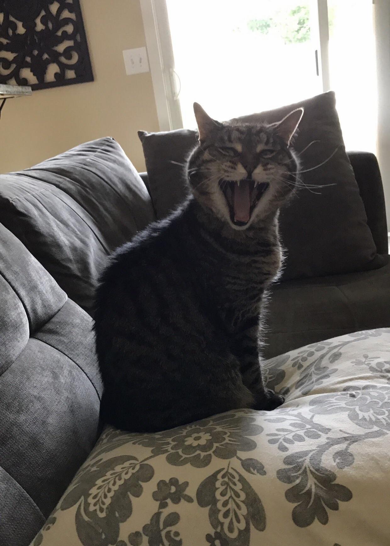 I Took the Perfect Picture of My Cat Today.
