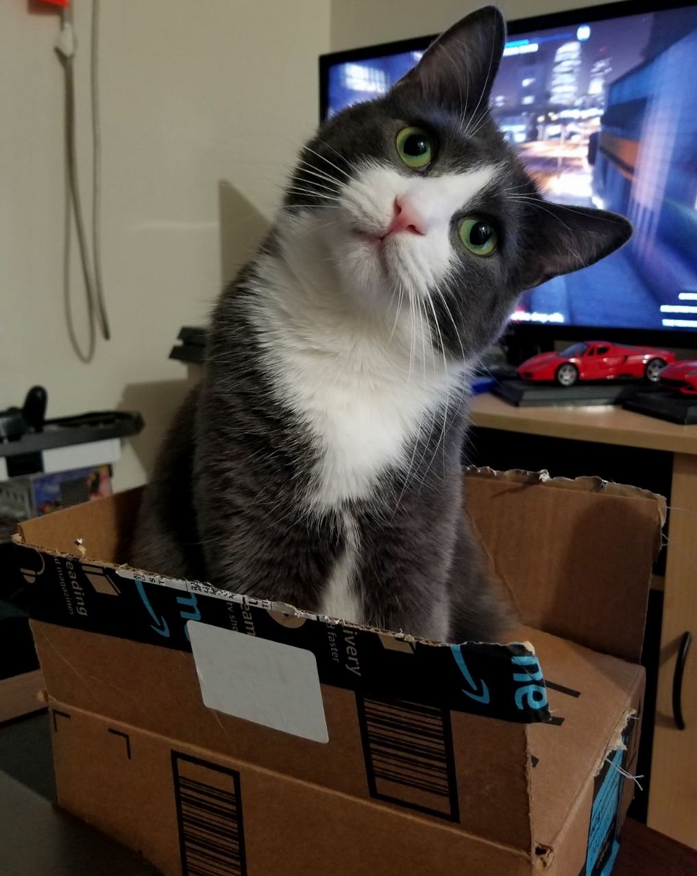 I Ve Never Seen Enzo in a Box Before. My Excitement When I Saw Him Like This Seemed to Be Concerning Him.