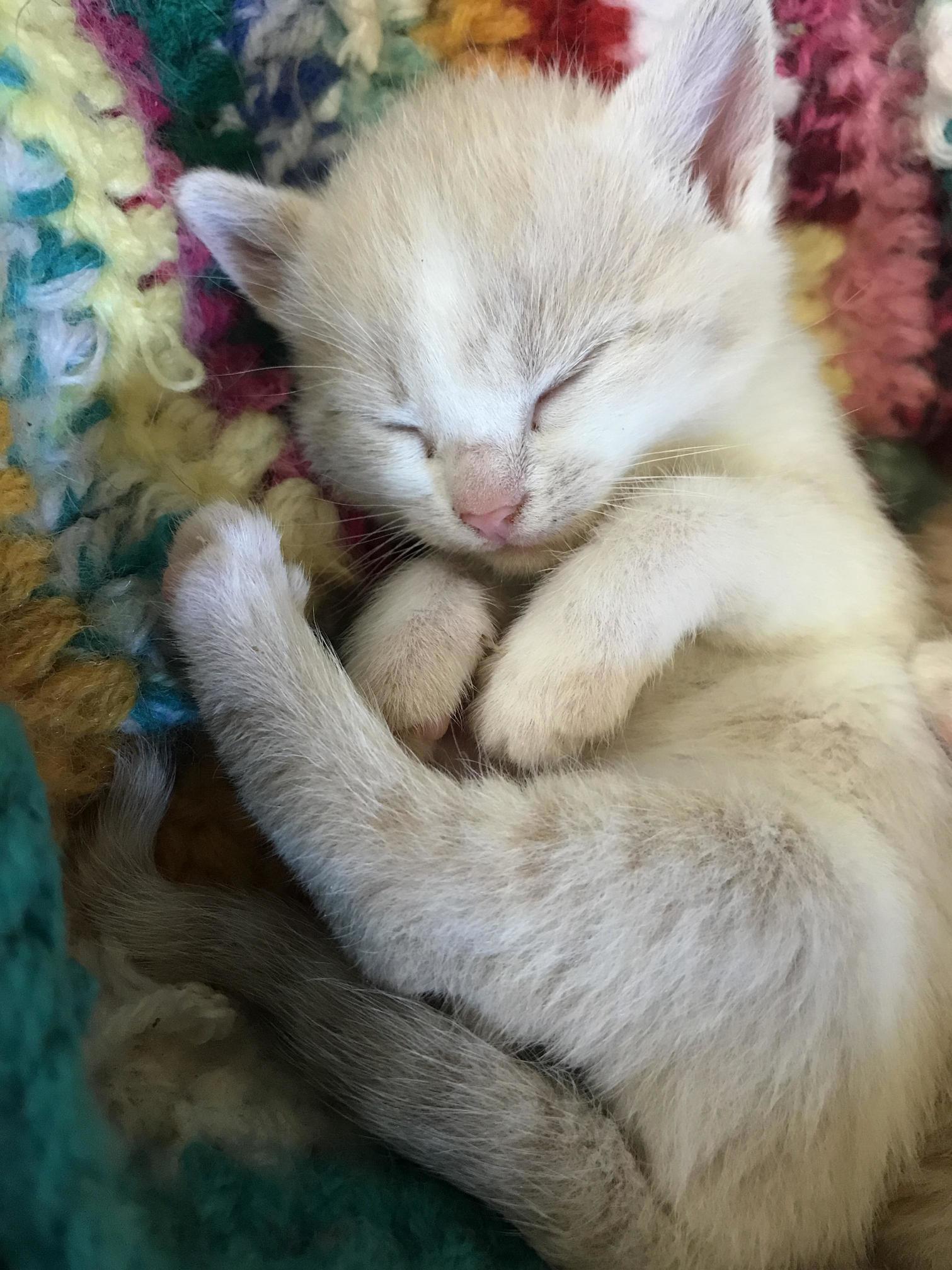 I Volunteer at the Pound This Little One Was Found in an Alley in a Box with Her Mum and 5 Siblings.