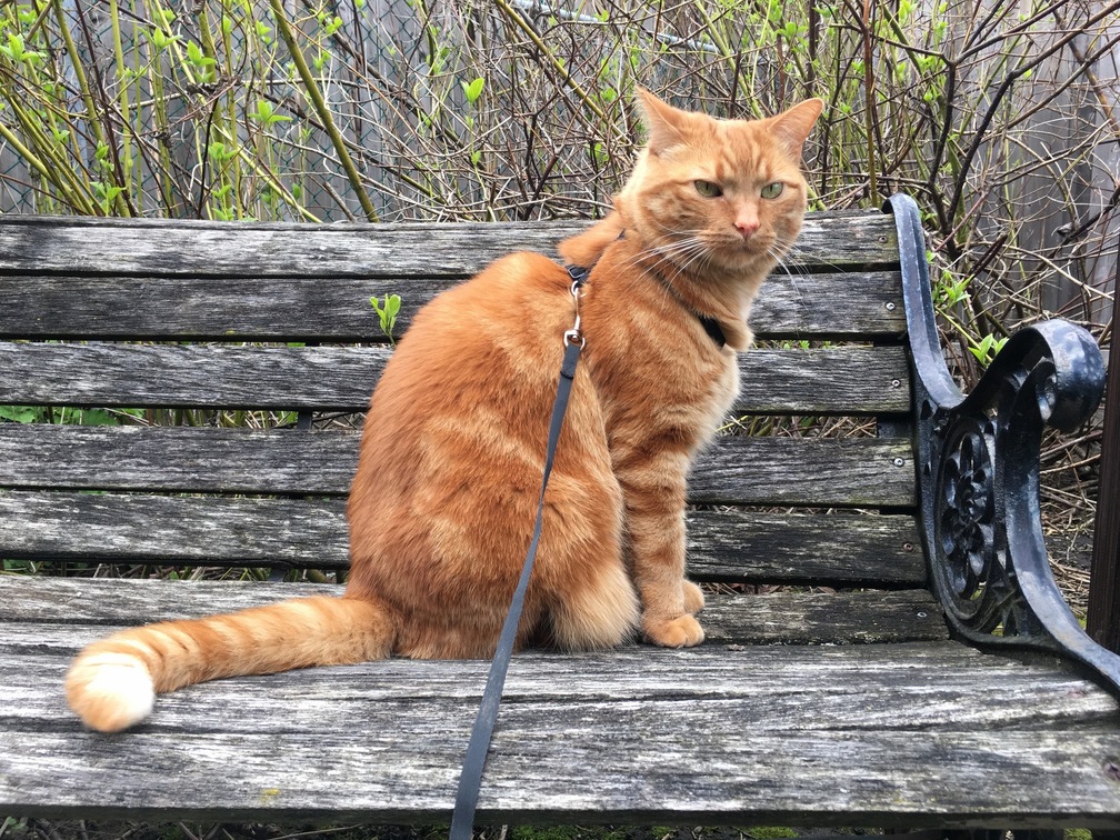 I Whistled to Get Him to Turn My Way for a Photo. the Ginger Prince Thought That Was Quite Rude.