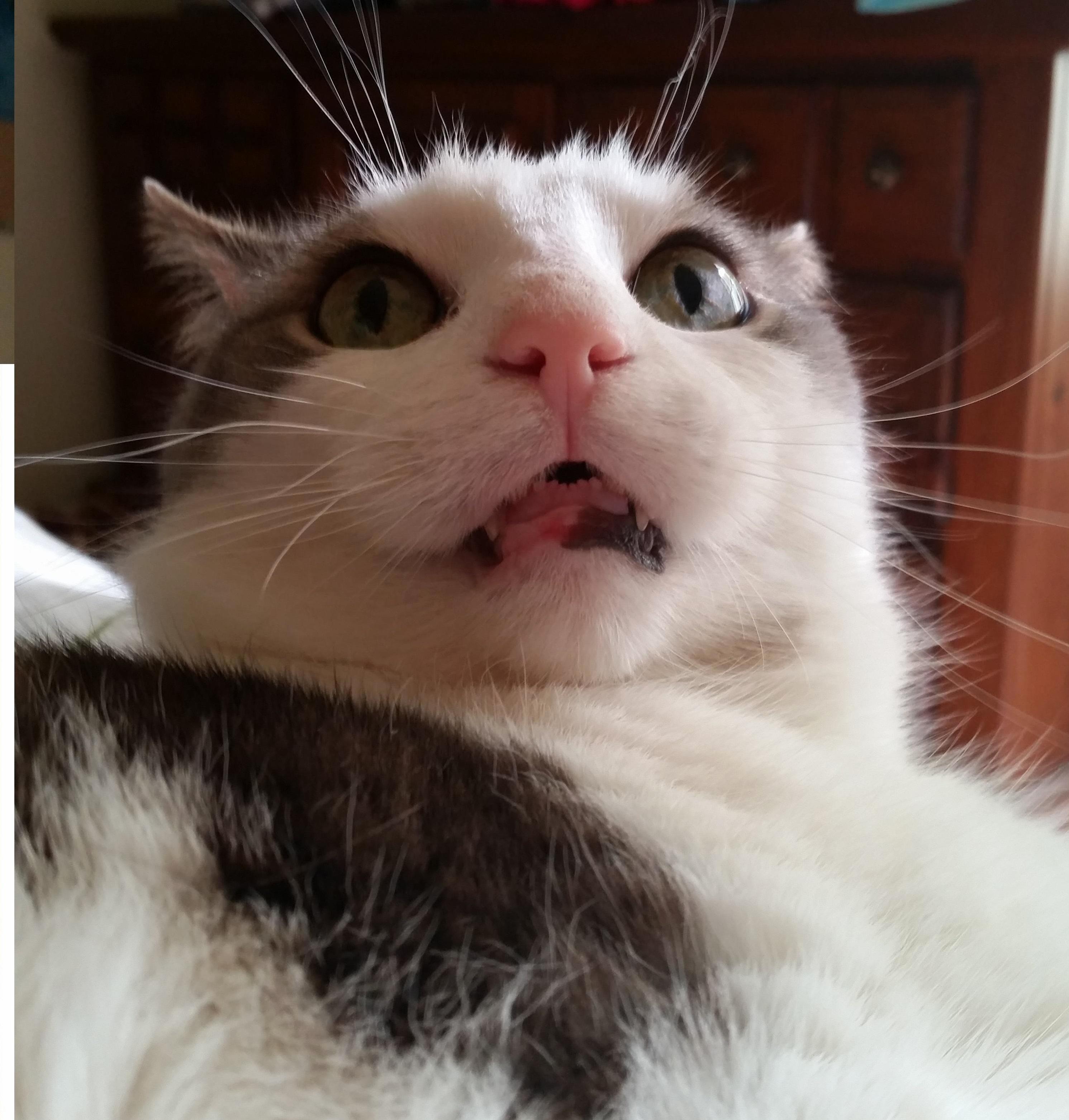 I Wish I Knew What Was Going on in His Kitty Brain at This Moment.