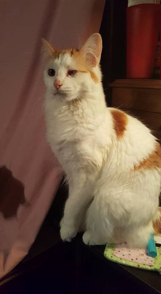 Idk If This Is Allowed Here but I Drew My Cat Oliver Heres a Picture of Him and the One I Drew