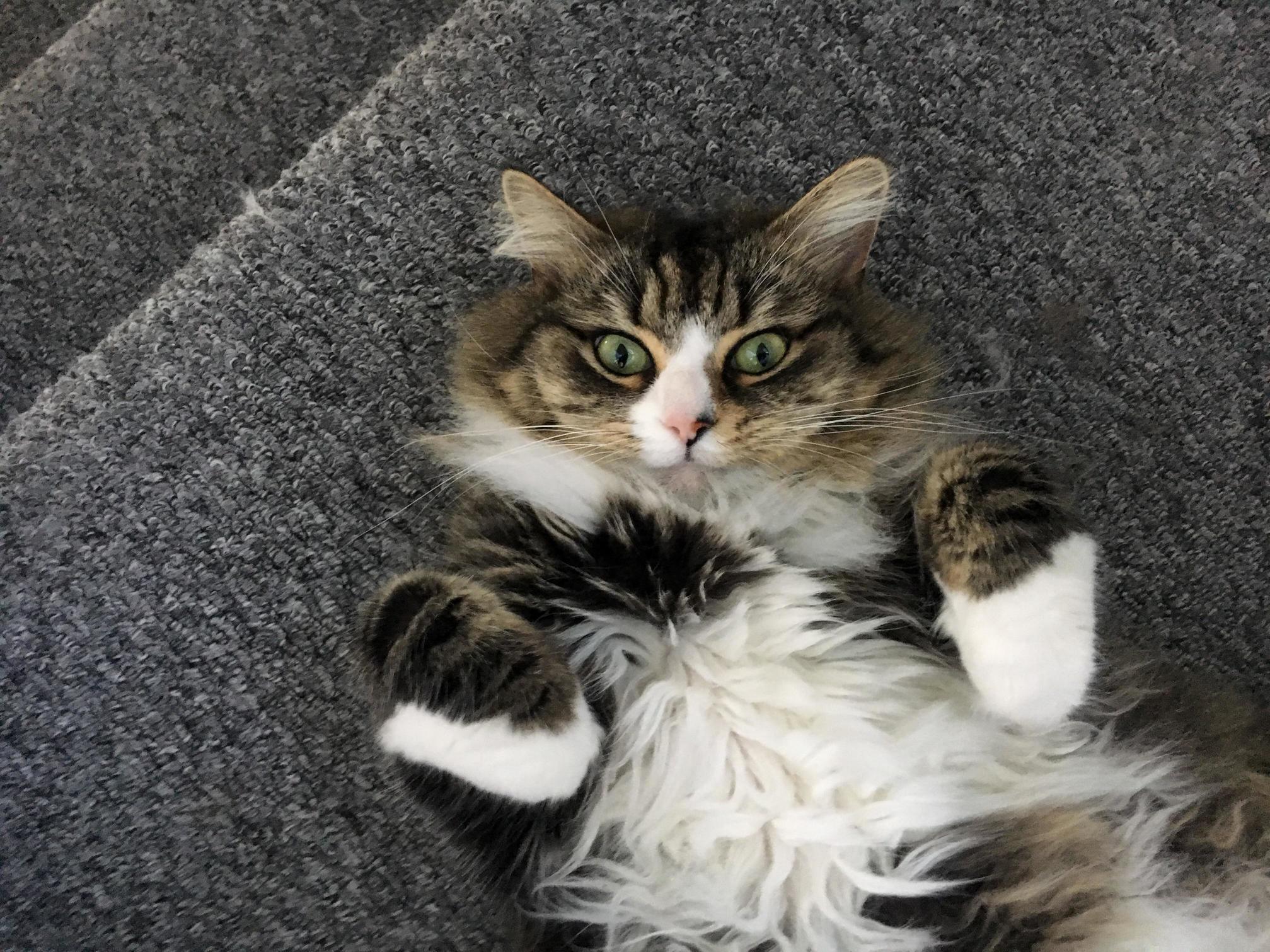 If I Ever Fall Down the Stairs at Night This Is the Reason.