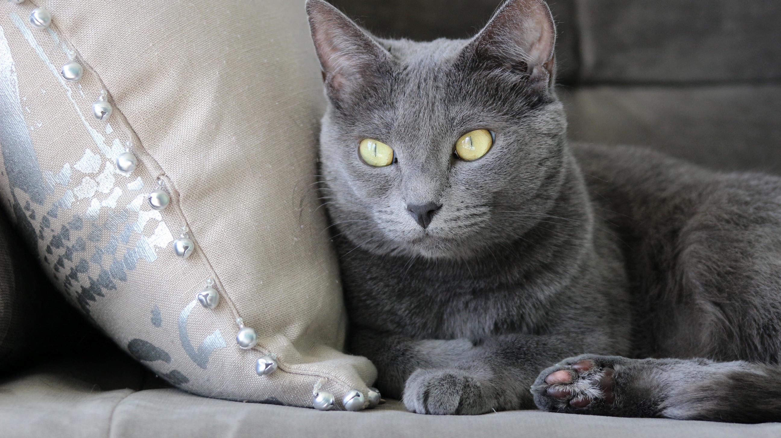 If She Only Knew We Accessories the Home Around Her. All Hail Feline Queen.