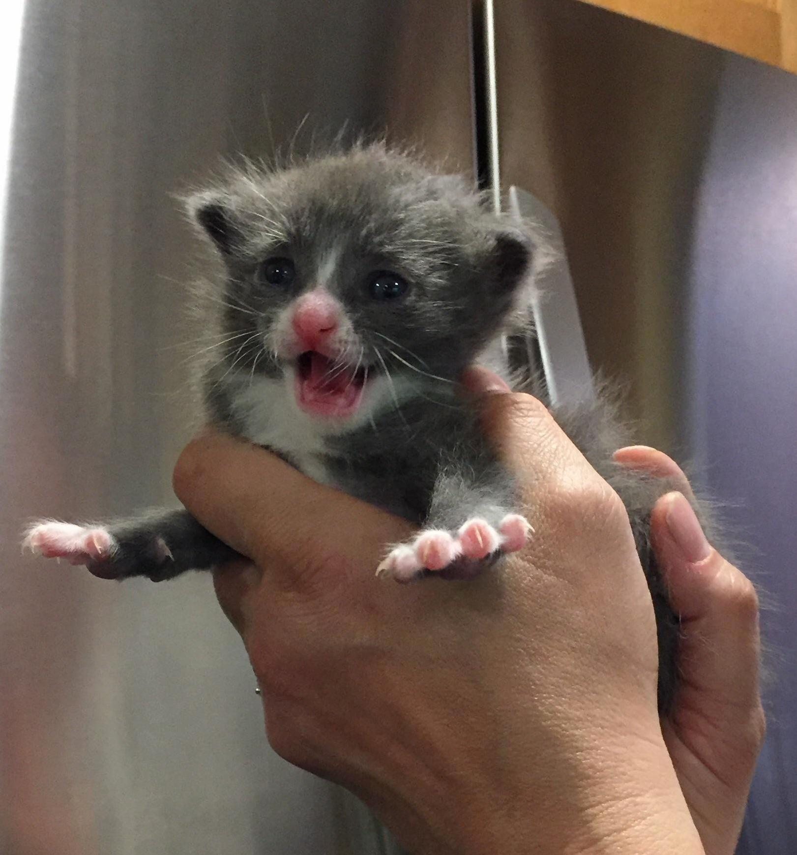 Im 2.5 Weeks Old and I Want My Mommy
