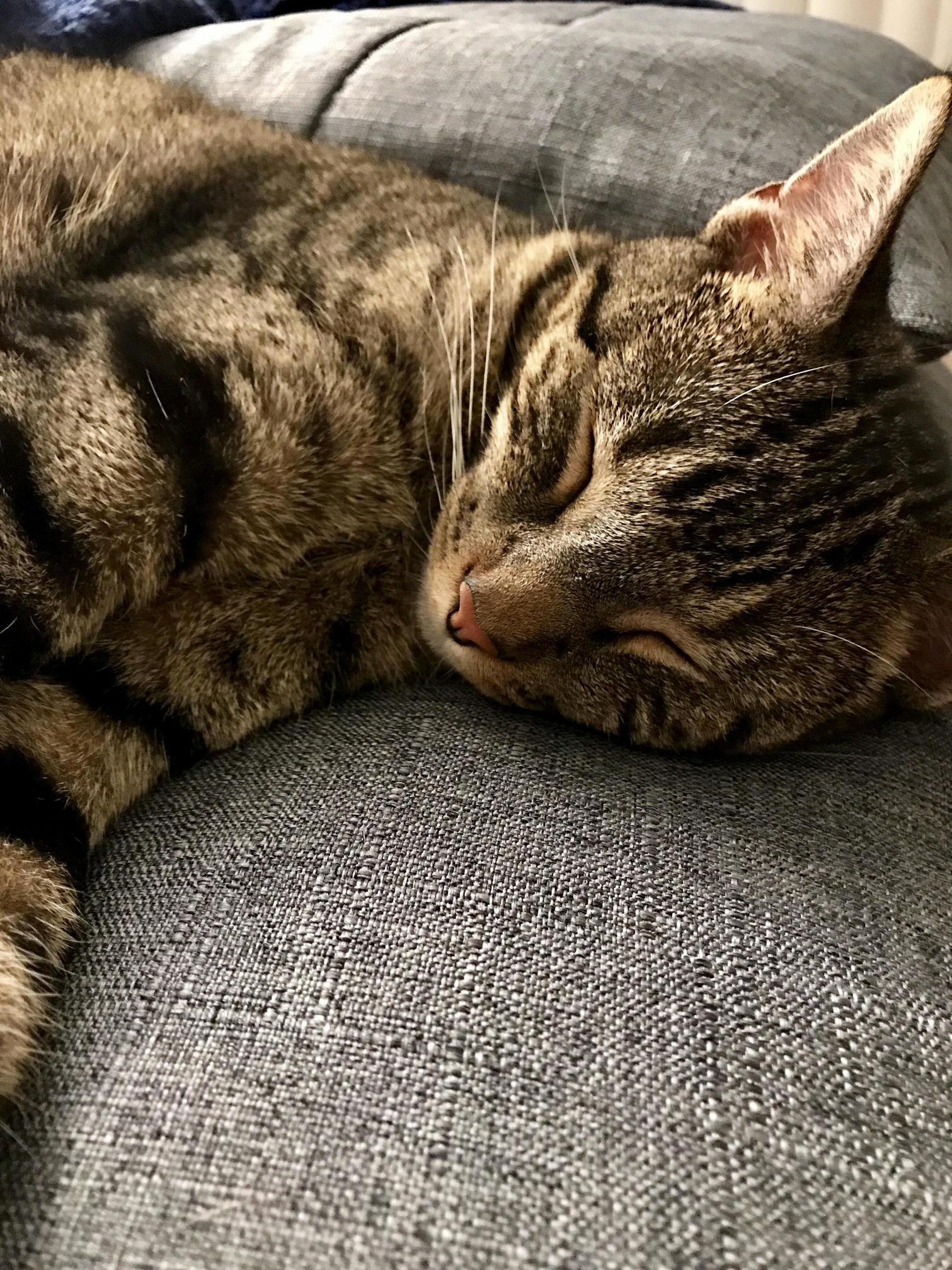 Im Away for the Weekend and Am Really Missing My Cat