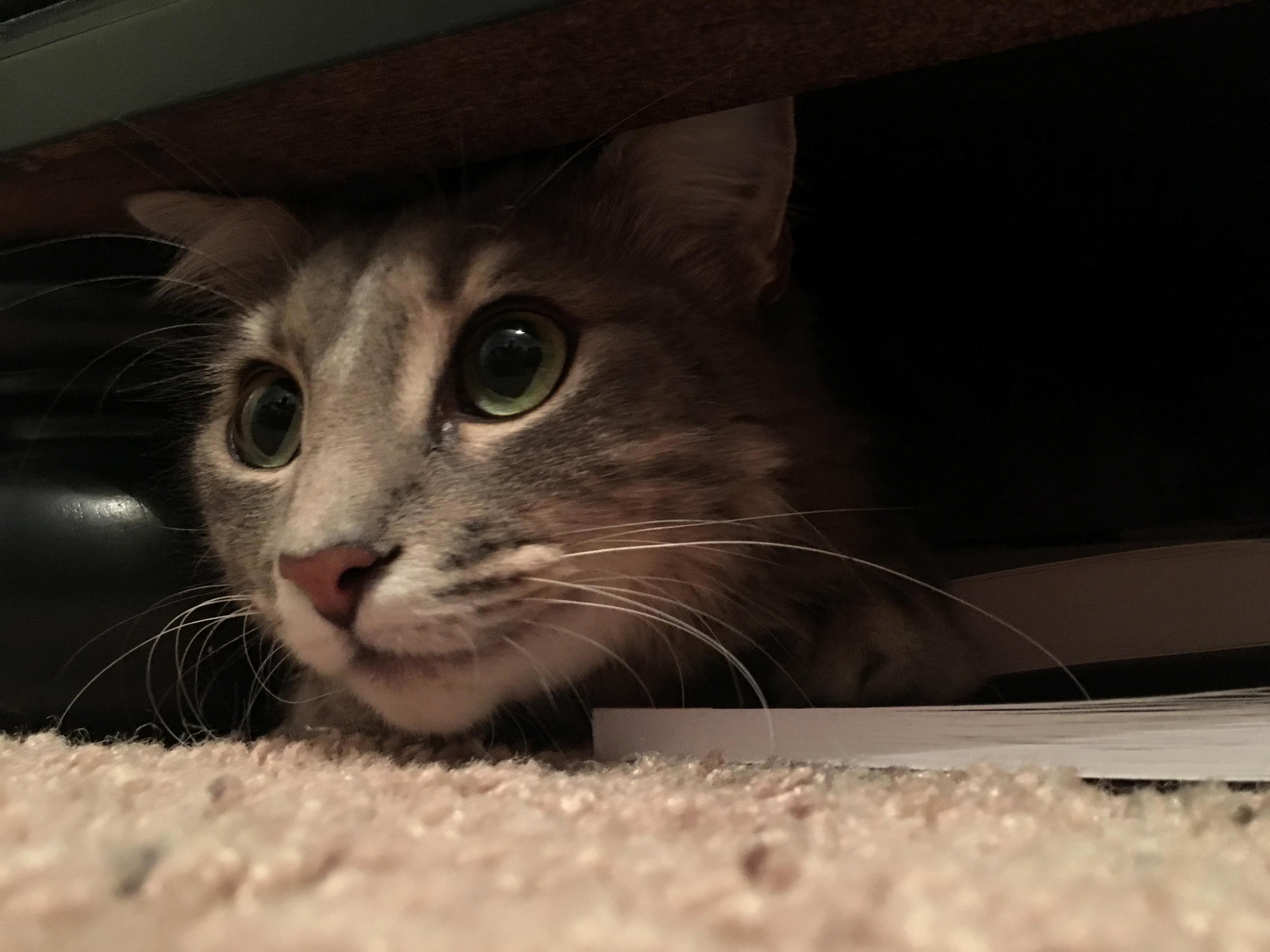 Im on Vacation... Sister Cat-sitter Sent Me This... I Miss My Princess Memes