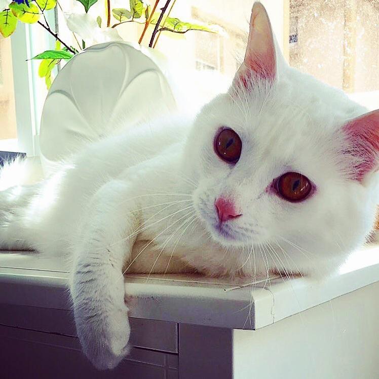 Im Pretty Sure I Have the Most Photogenic Cat in the World.
