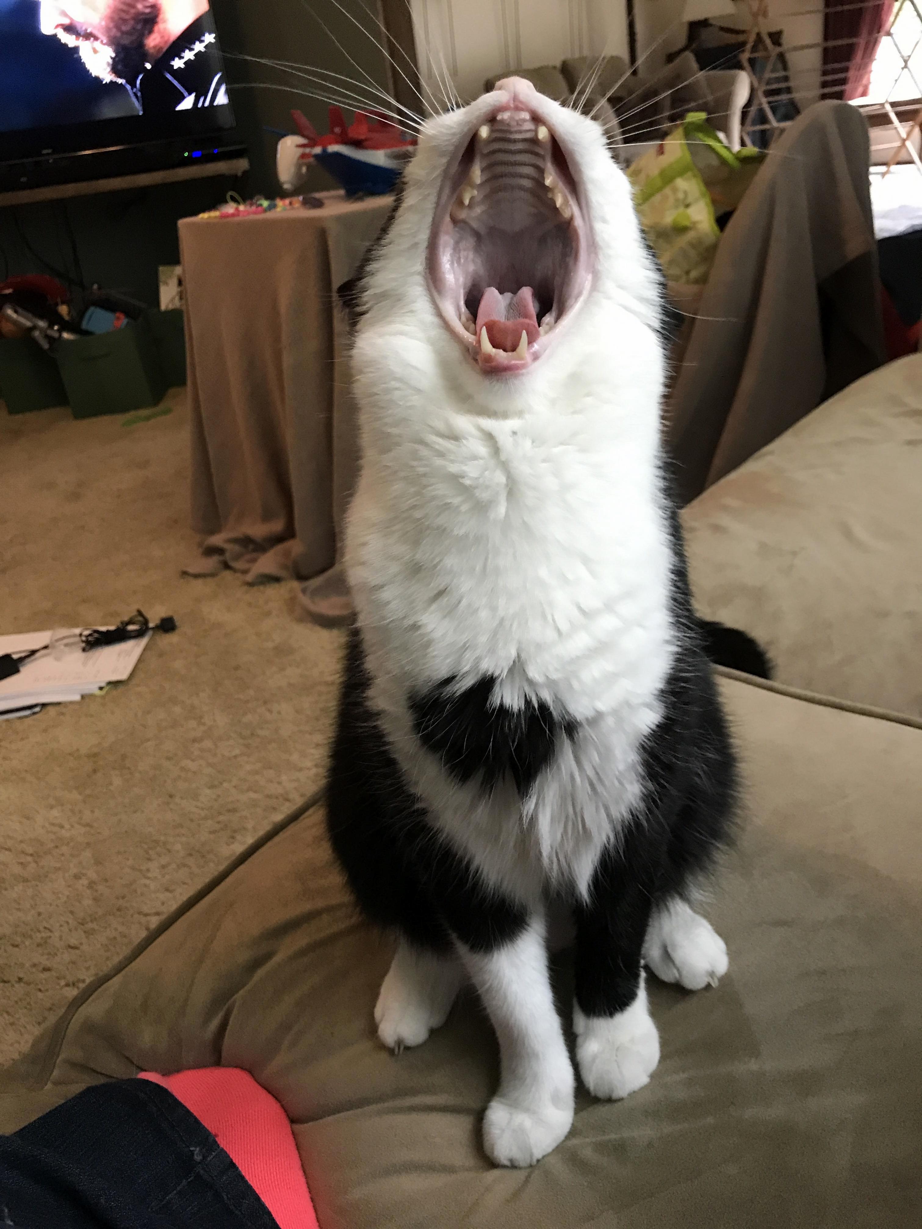 Insert Food Here