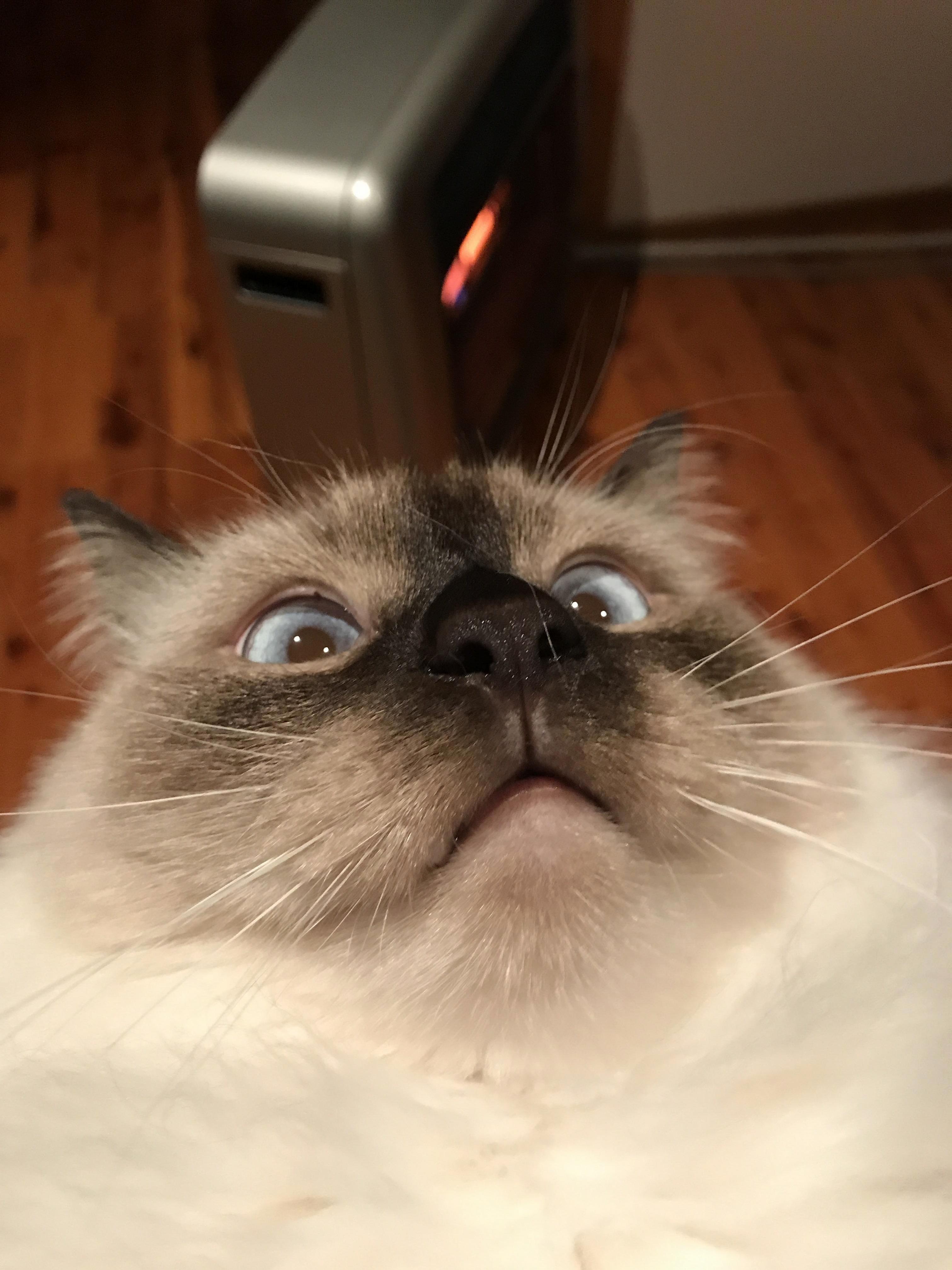 It Really Is True That They Are Ragedolls Not Ragdolls. Poor Maksim Cant Go Two Minutes in My Arms Without Becoming Cross-eyed and Annoyed at Me