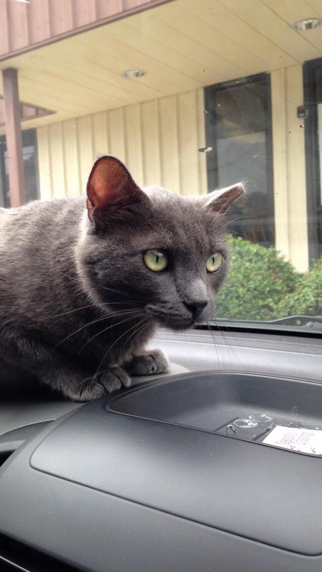 Ivan Perched and Waiting for Moms Return.