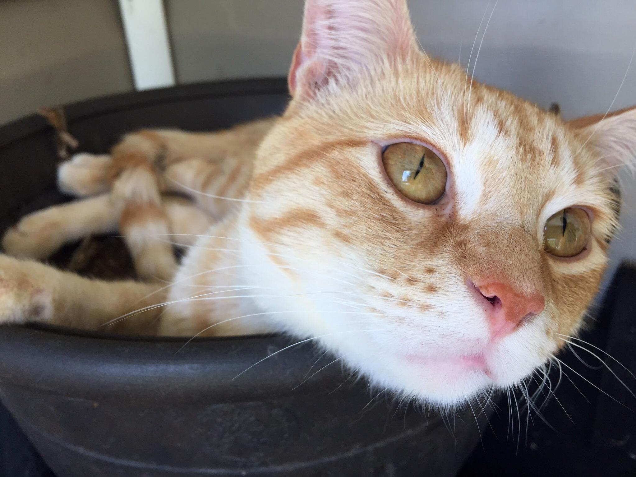 J Zargo Found a Cool Place to Relax in the Heat Today