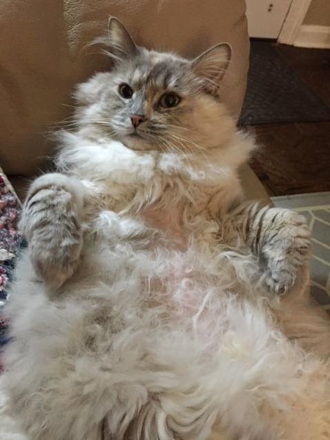Jabba the Cat