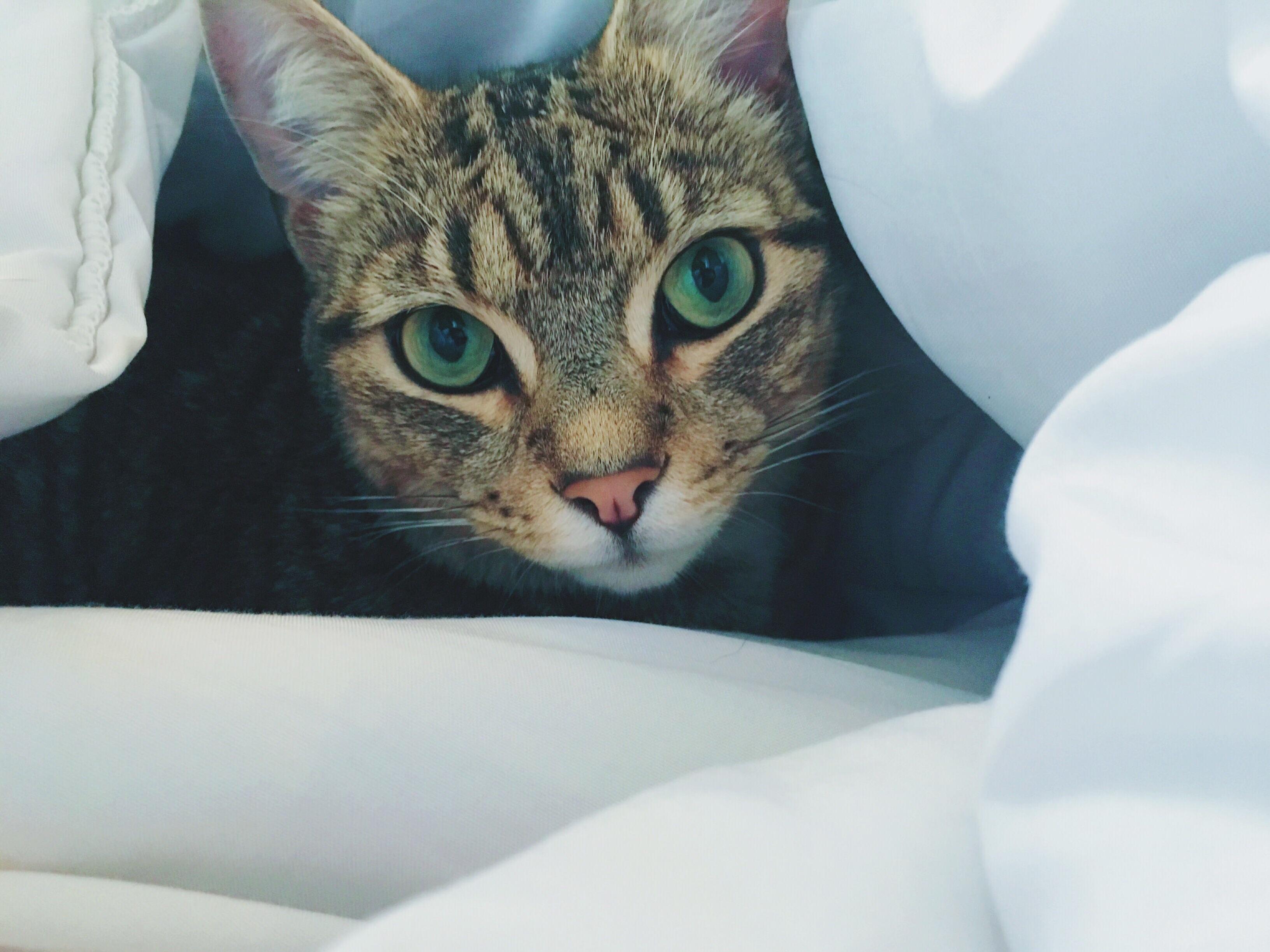 Jack Goes on an Adventure to Duvet Land.