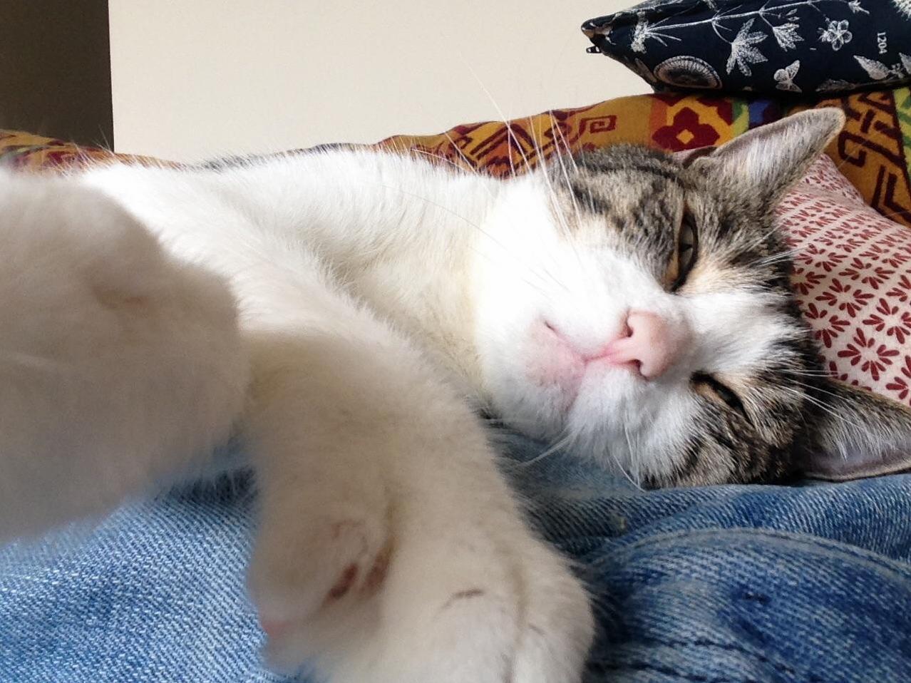 Jackson Cat