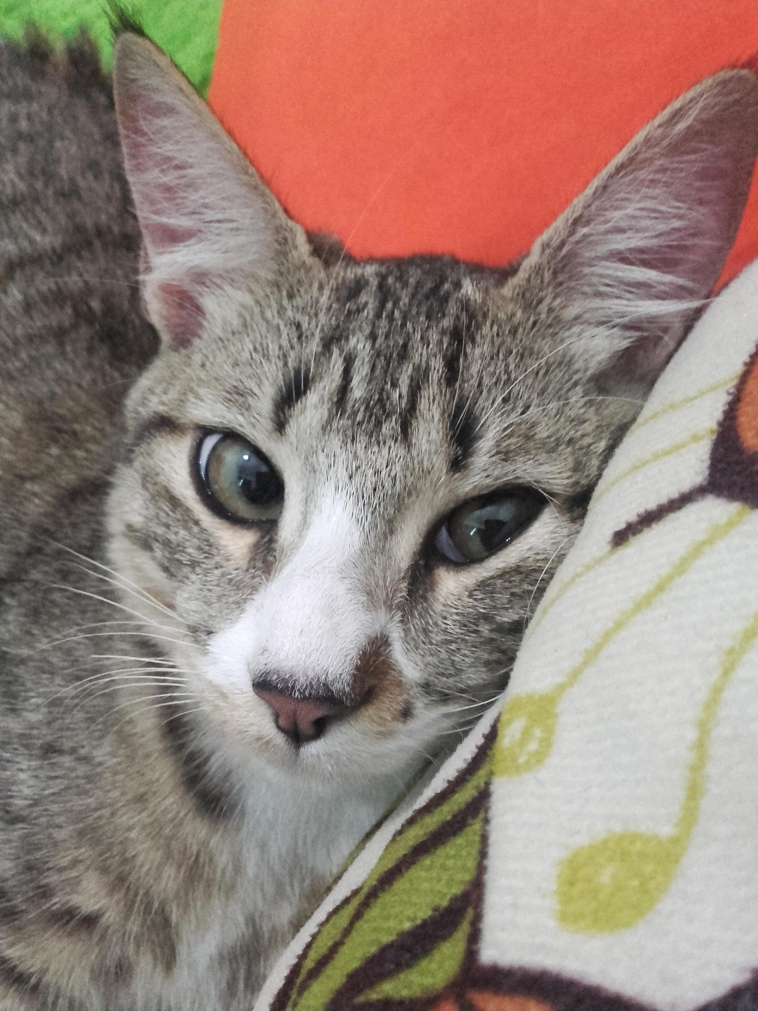 Juju Just Before Falling Asleep