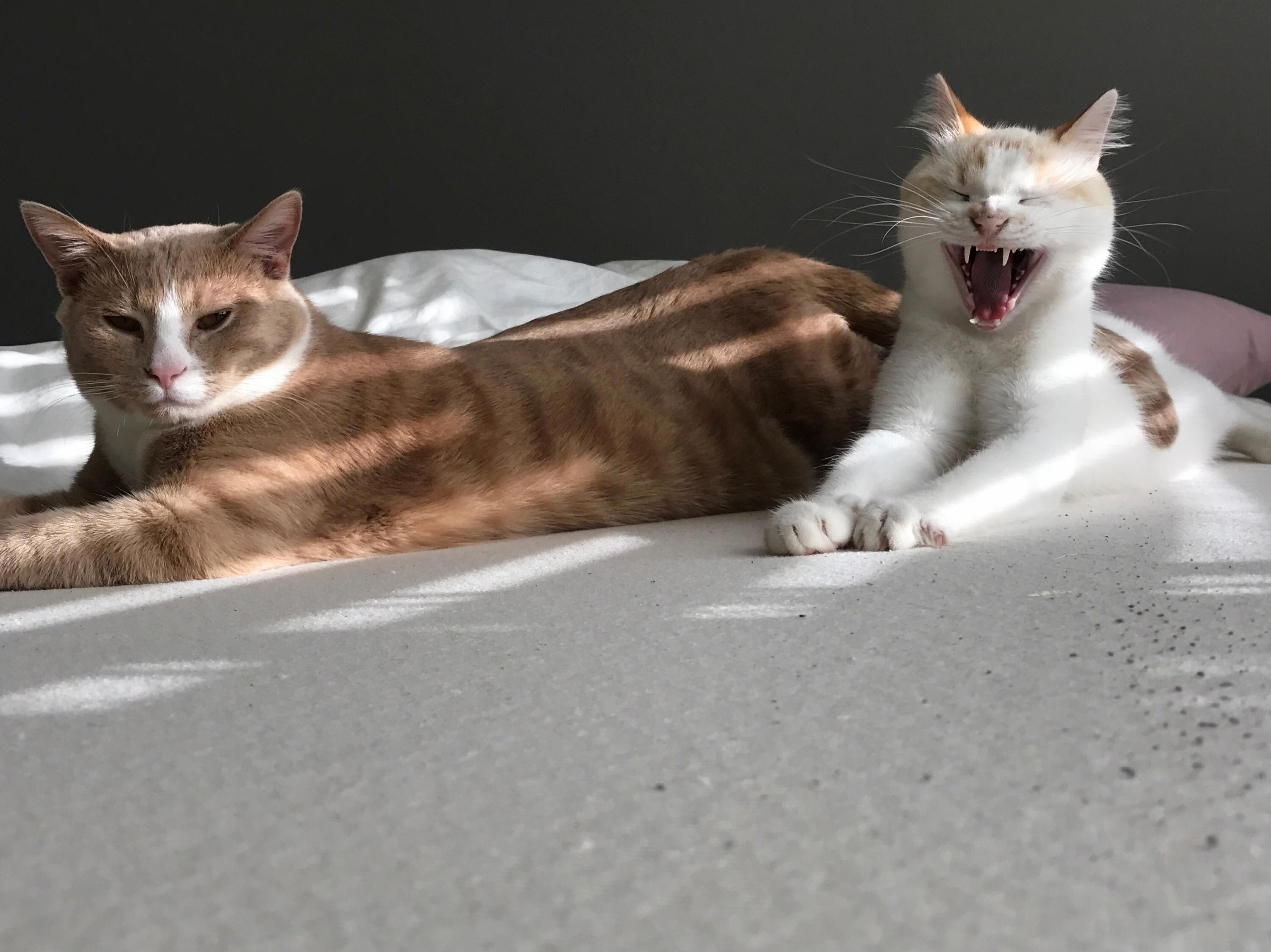 Just a Couple of Best Friends Hanging Out