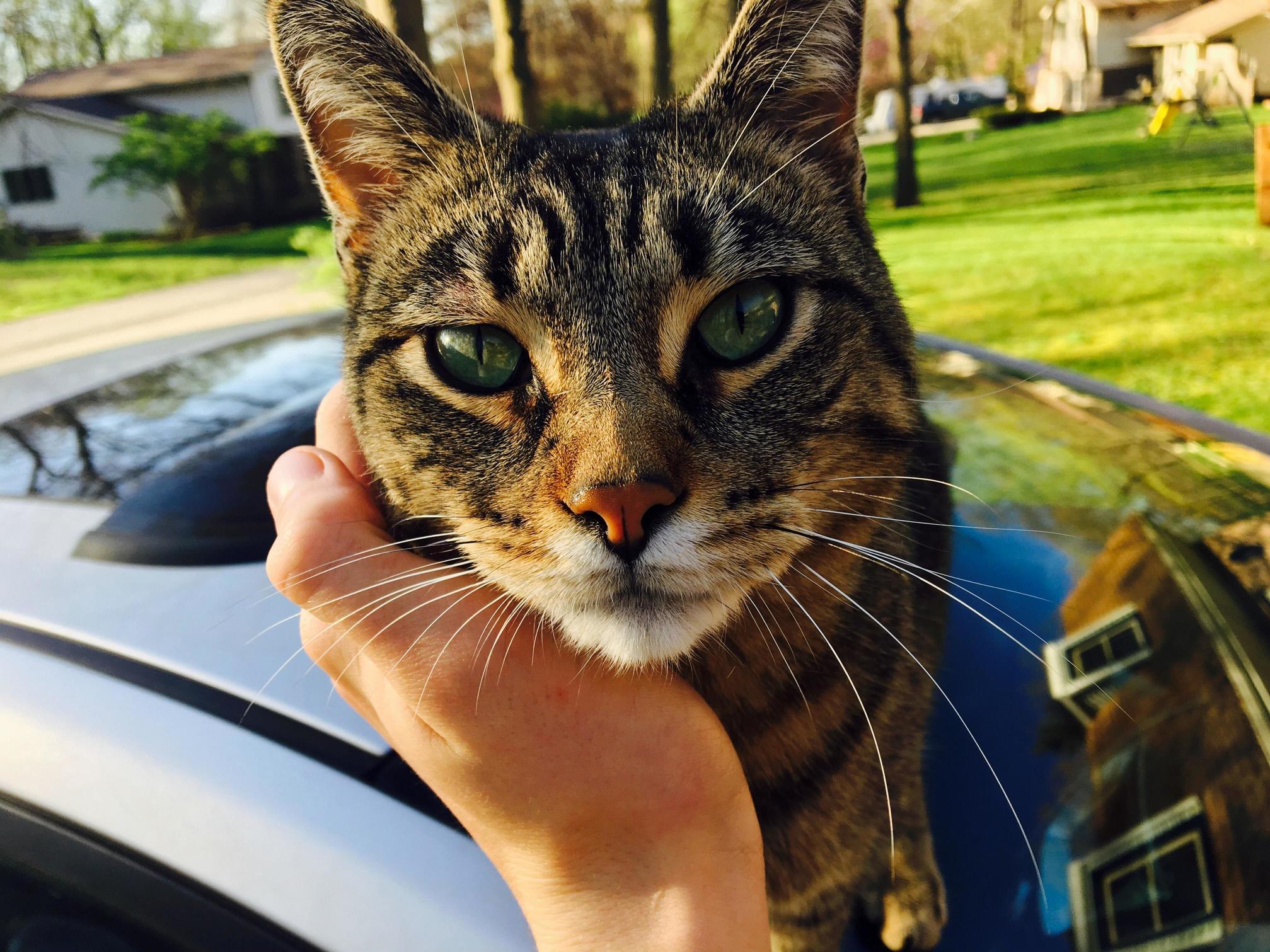 Just a Proud Mom Bragging on Both the Beauty of My Kitty and This Picture That My Son Took on His Phone.